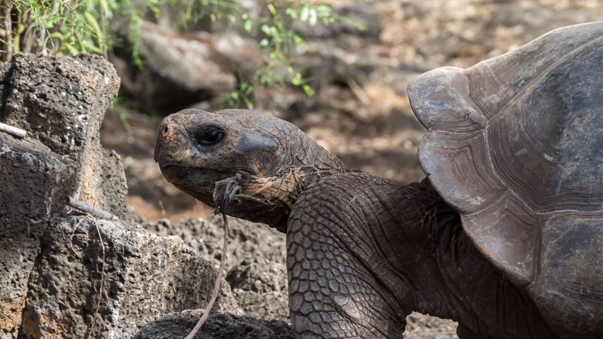 A close-up of a giant tortoise, a native species of the Galapagos, walking slowly over rocky terrain in the El Chato Tortoise Reserve near Puerto Ayora.
