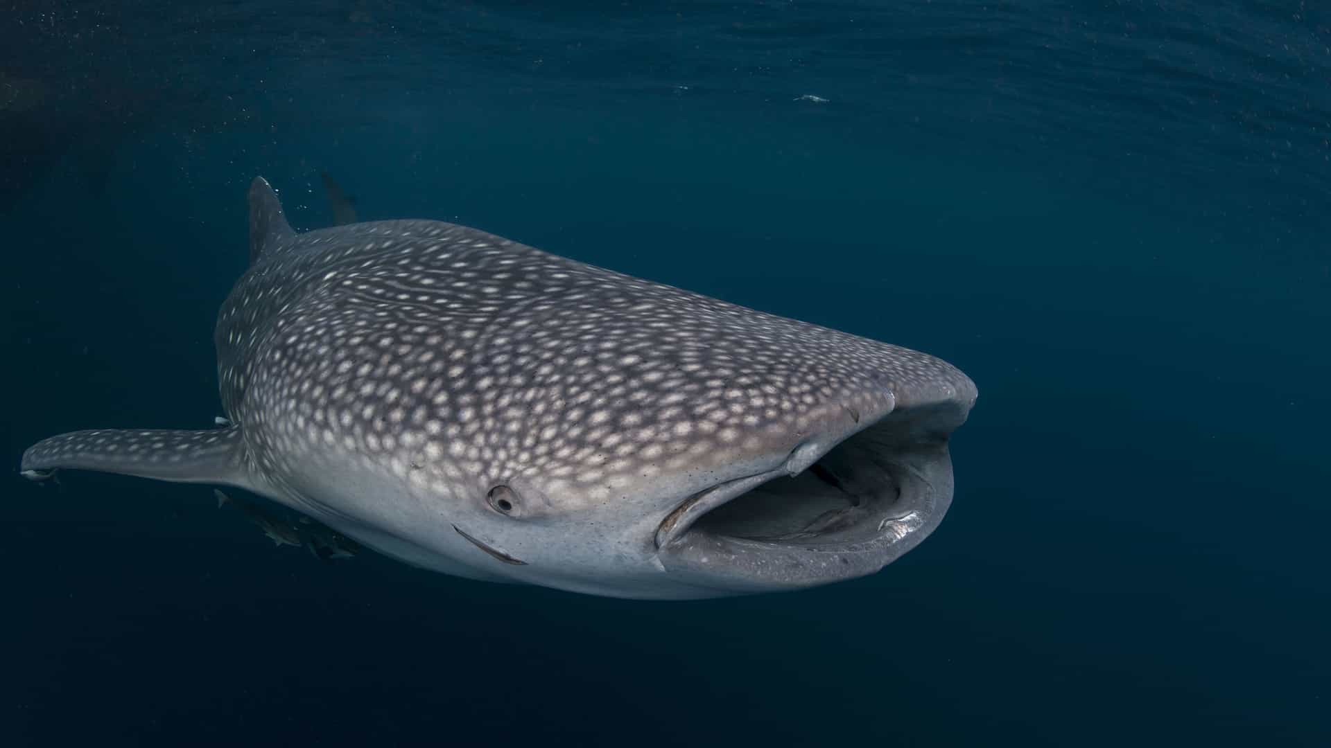 An underwater close-up of a giant whale shark with its mouth open, gracefully swimming in the deep blue waters near the tropical marine life haven of Pulau Ayu, Raja Ampat.