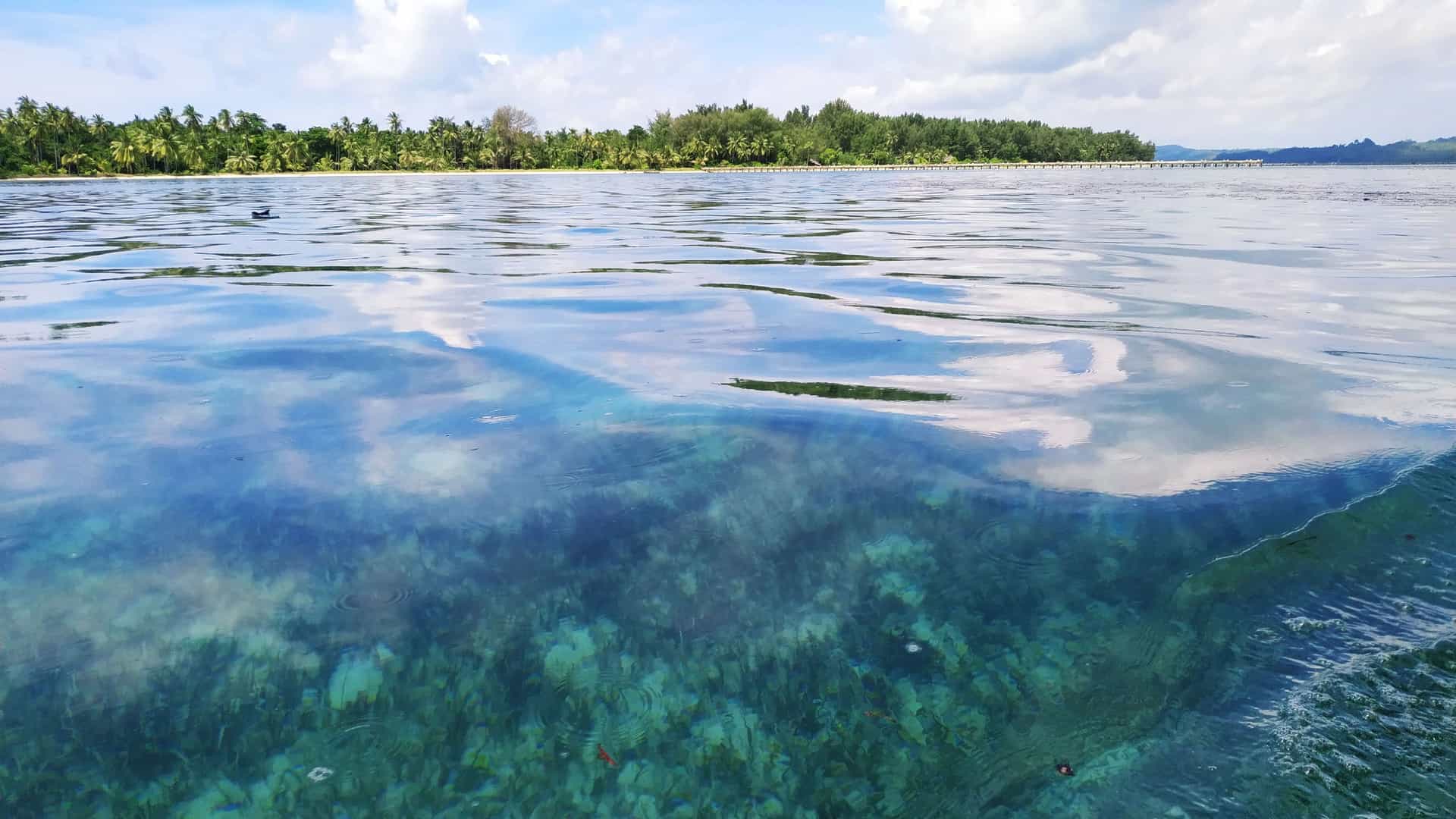 A stunning water-level shot of the shallow, crystal-clear turquoise waters revealing the coral reef below, with a tropical beach and palm trees on Pulau Hoga in the Wakatobi National Park, Indonesia.