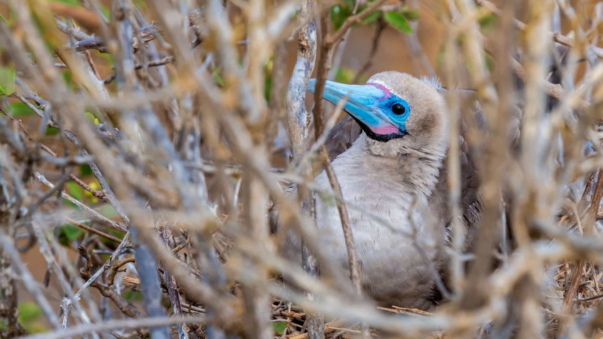 A close-up of a blue-footed booby chick with a vibrant blue beak and bright blue eyes, nestled in its nest, partially obscured by dry twigs in the remote bird sanctuary of Punta Pitt on San Cristobal Island.
