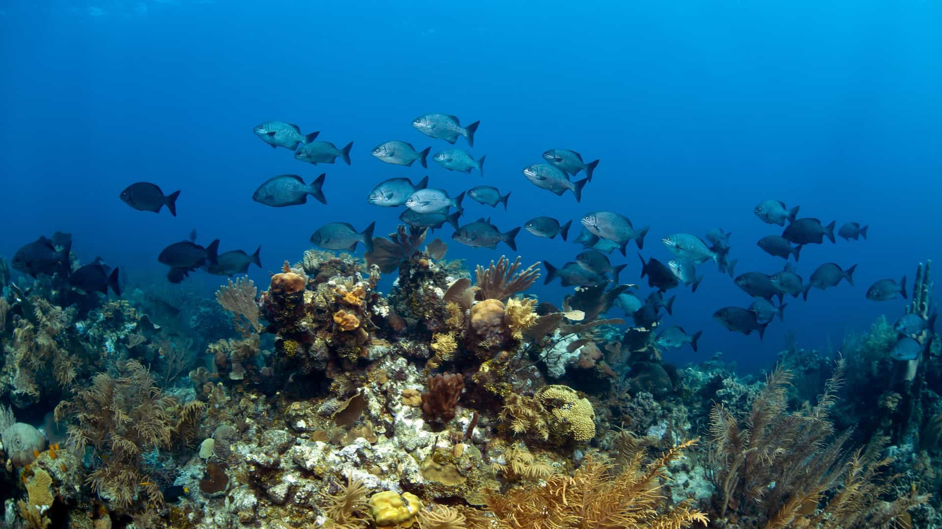 A breathtaking underwater view of a coral reef with multiple schools of fish swimming over the colorful and diverse marine ecosystem near Roatan Island, Honduras.