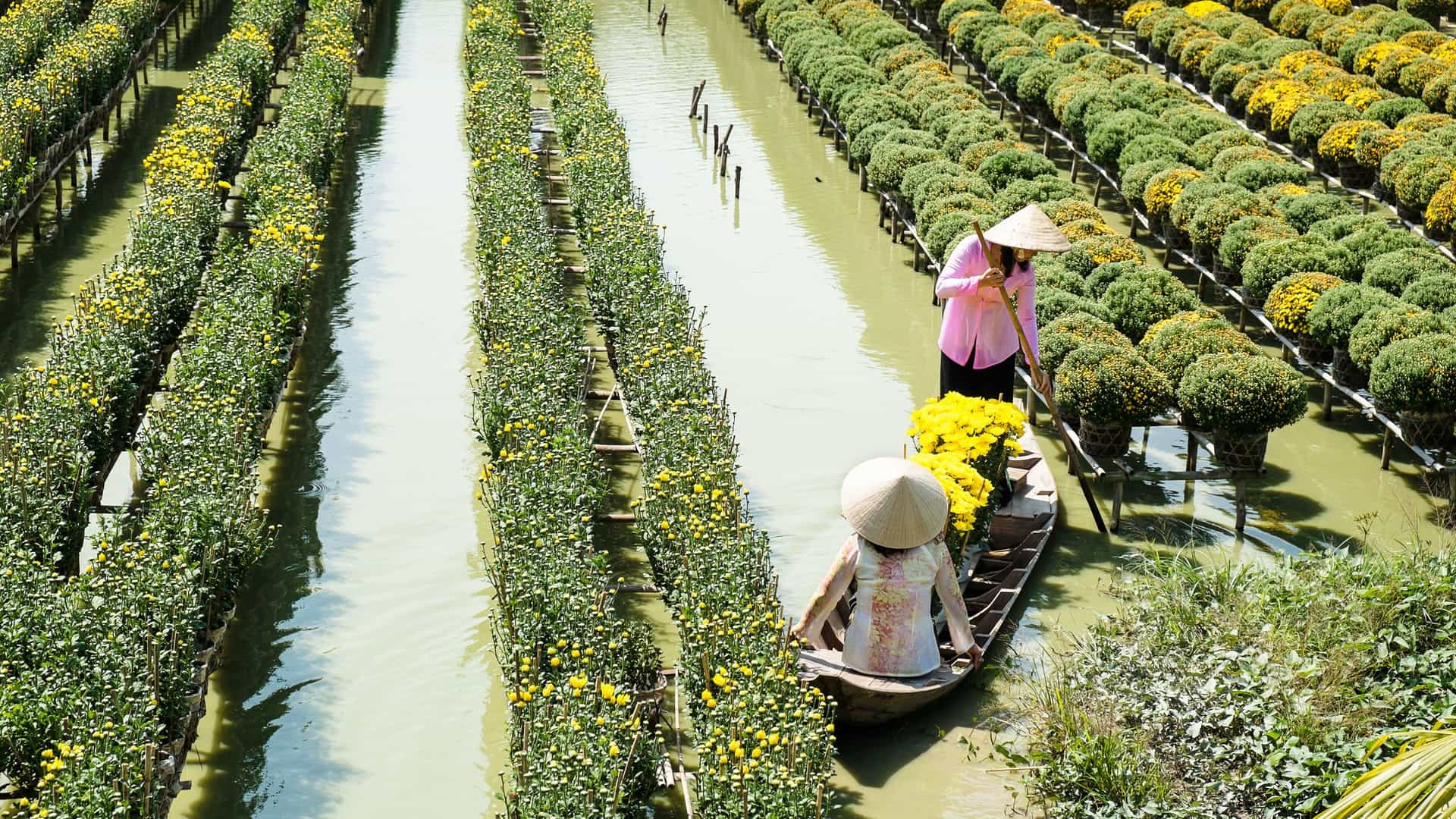 An eye-level shot of two women in traditional conical hats on a small wooden boat, navigating through a vibrant flower farm with rows of marigolds and chrysanthemums in the Mekong Delta, Sa Dec, Vietnam.