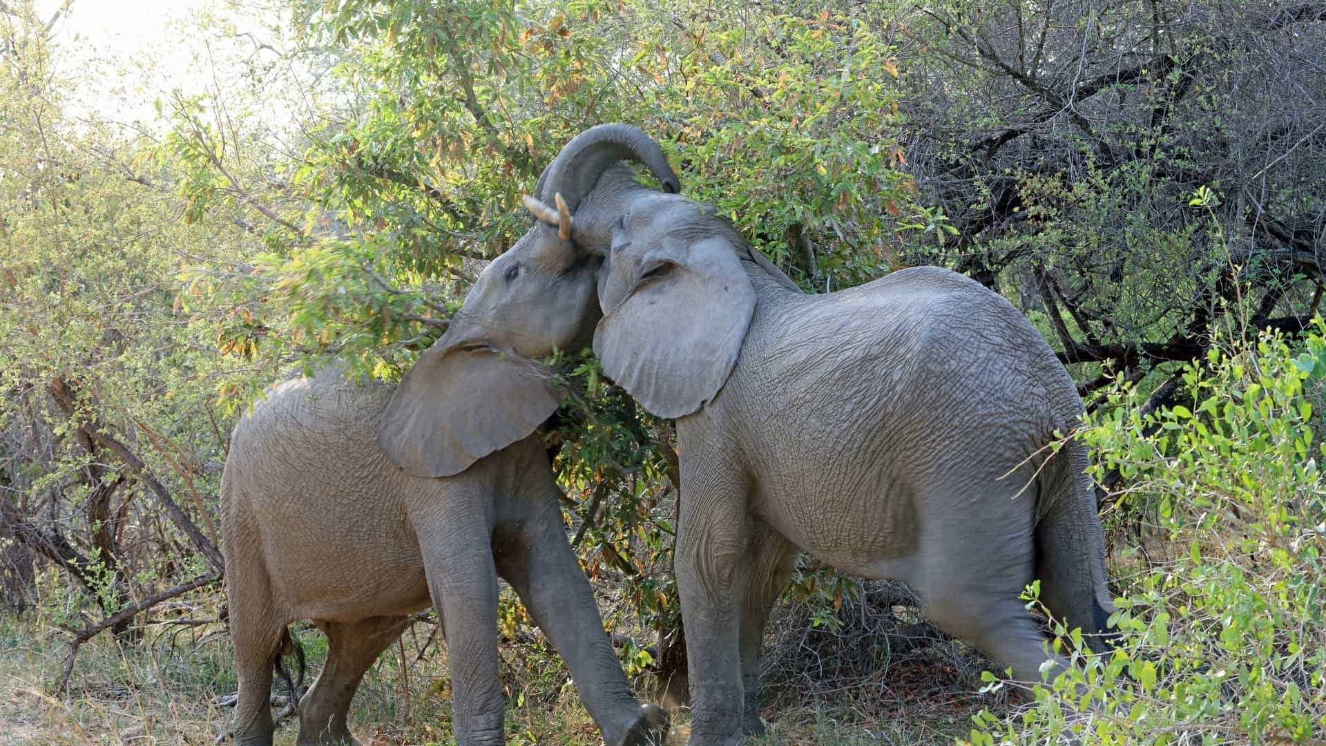 Two young African elephants with large ears and curved tusks interact affectionately among green and dry brush.