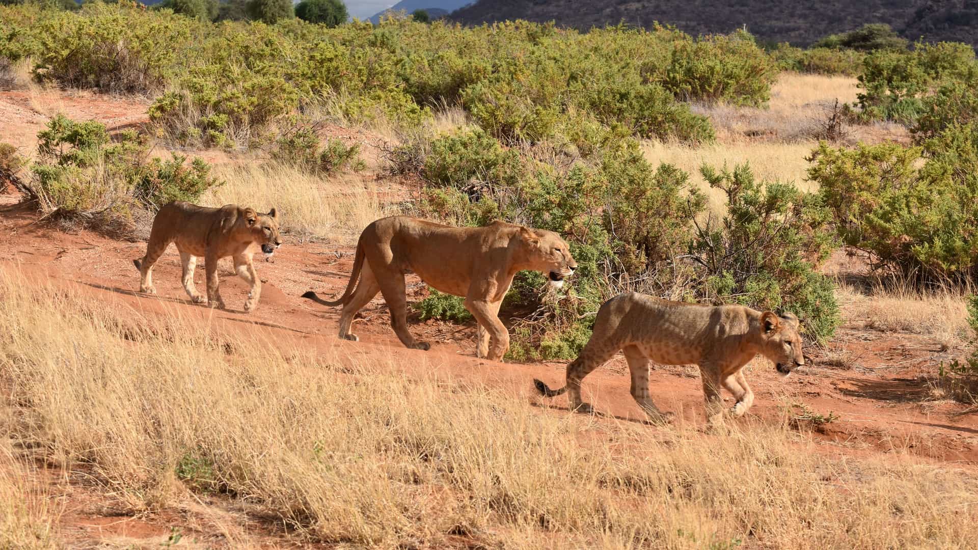 "A trio of lionesses walking in a line across the dry, savanna landscape of Samburu National Reserve in Kenya, a popular safari destination.  "