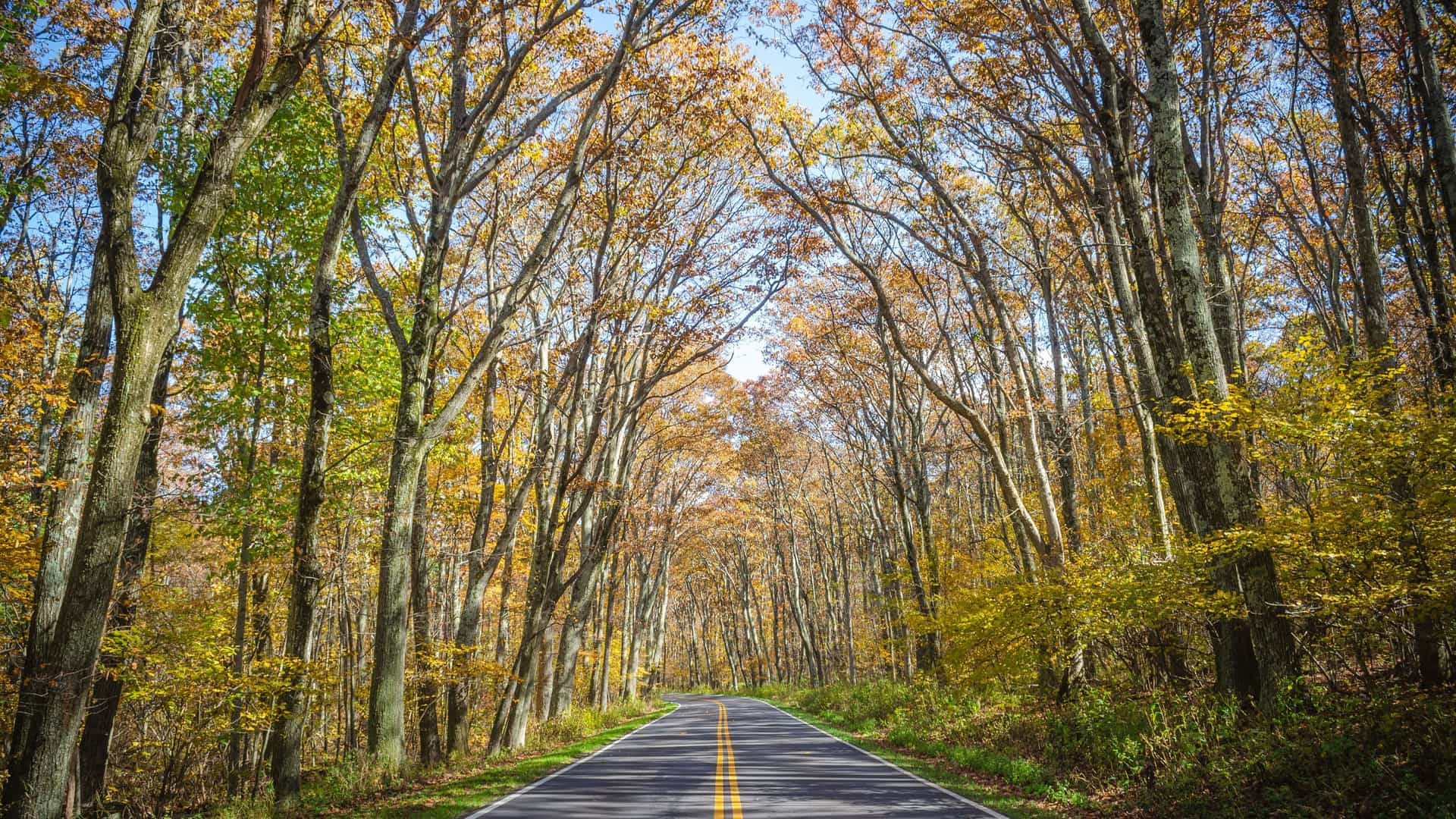 "A beautiful view of Skyline Drive in Shenandoah National Park, Virginia, with an empty road lined by trees with colorful autumn foliage under a bright sky.  "