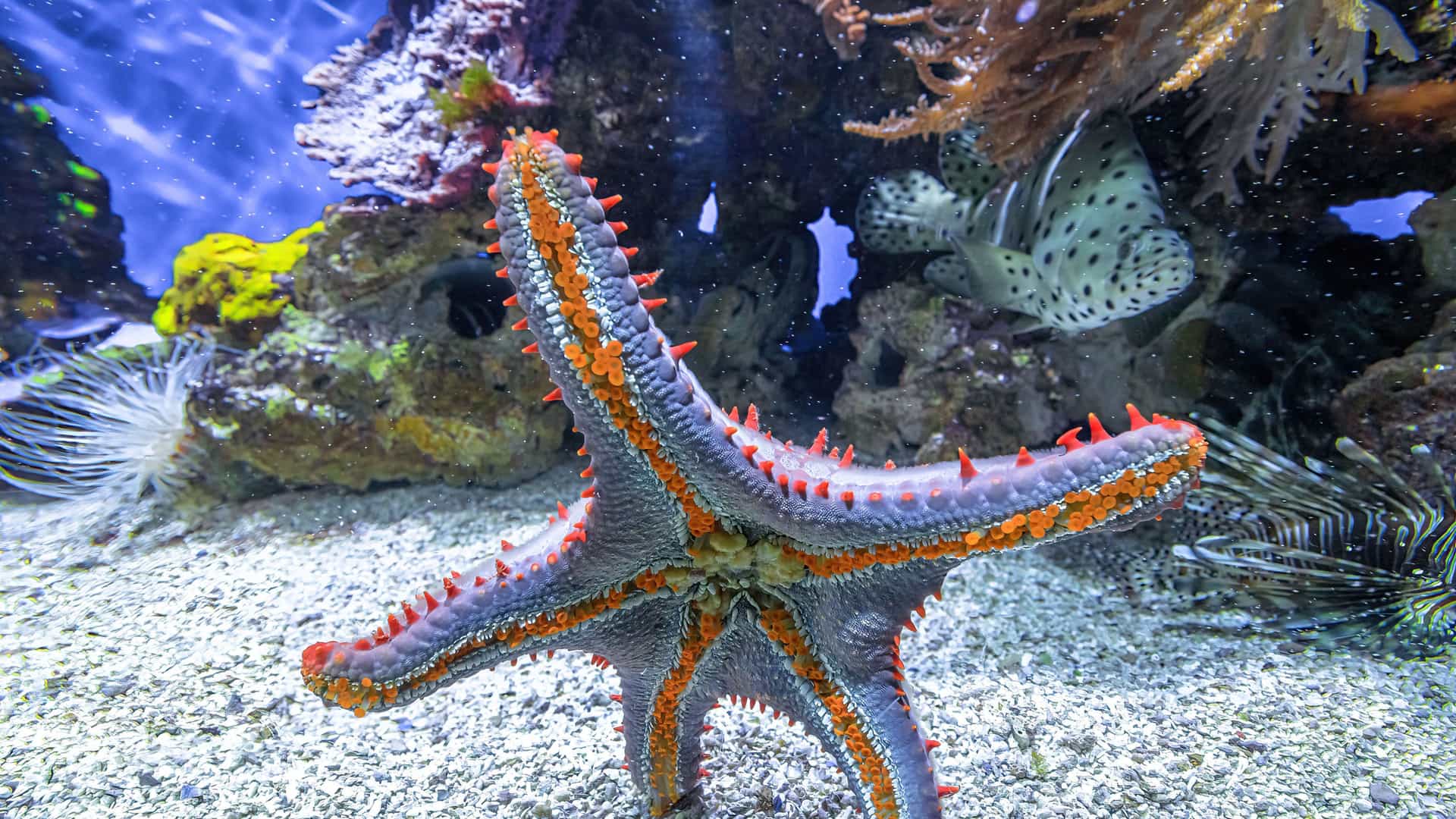 A stunning underwater shot of a vibrant, colorful starfish with red spines and orange trim on the sandy seabed, with other marine life and coral in the background.