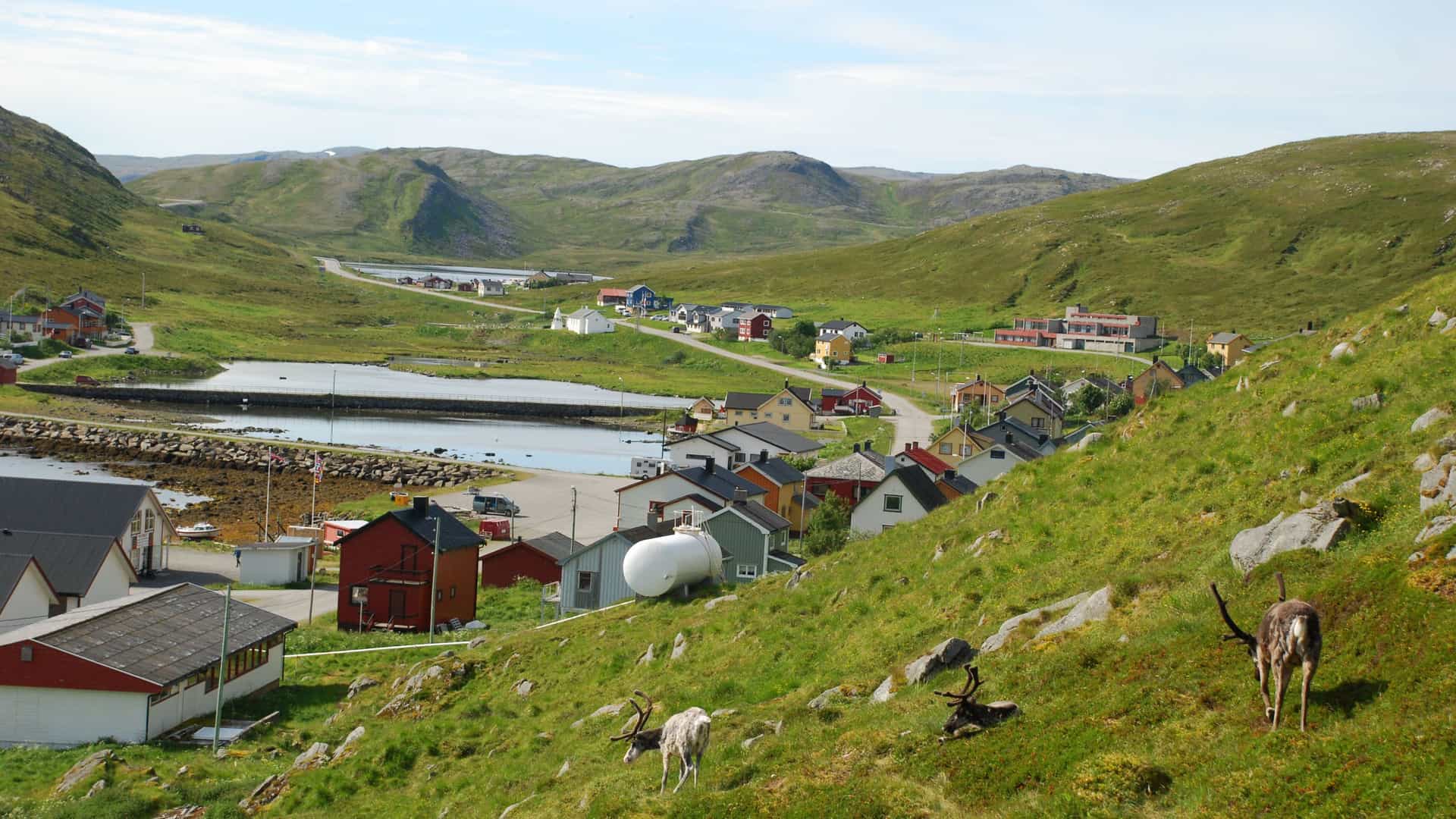 A beautiful panoramic shot of Skarsvåg, a charming Norwegian village nestled in a green valley with a herd of reindeer grazing on the hillside.