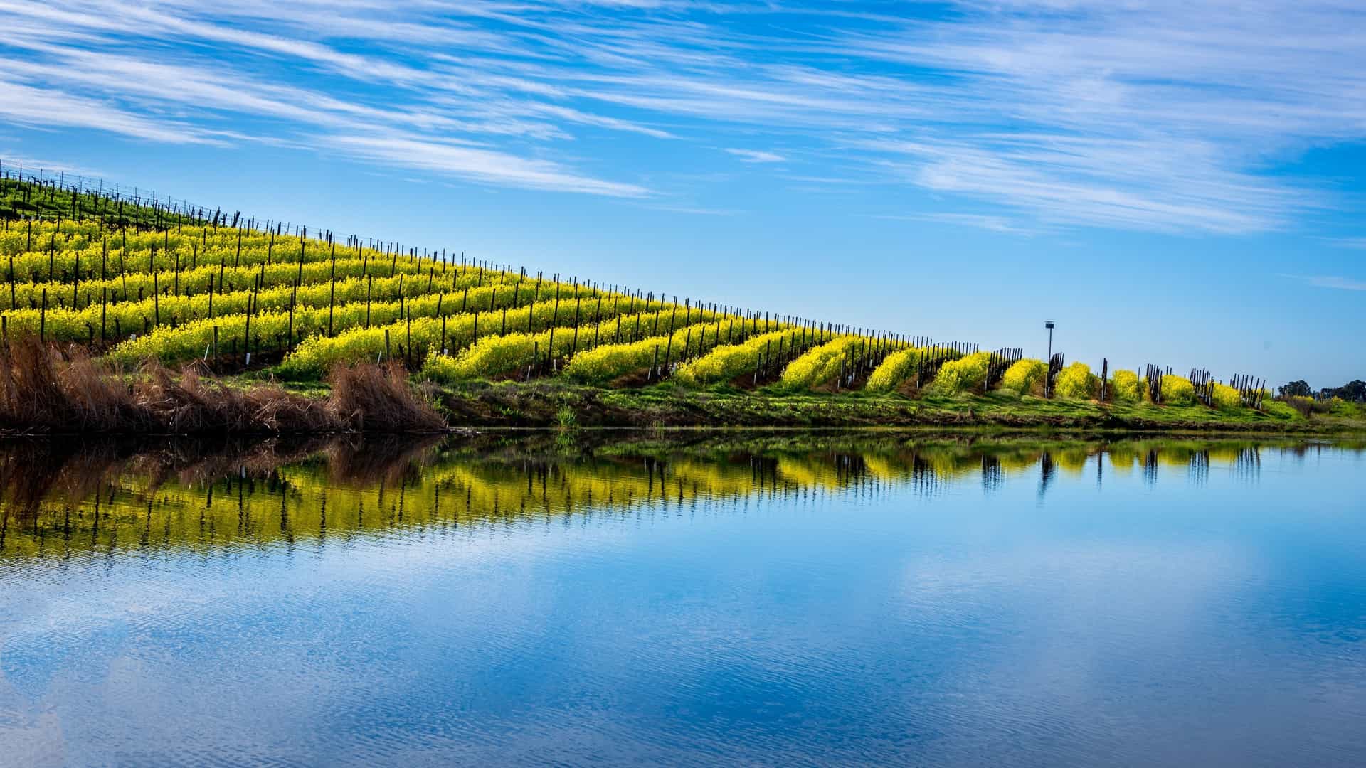 Rolling green hills covered in bright yellow wildflowers and a vineyard are reflected in the water in Sonoma, California.