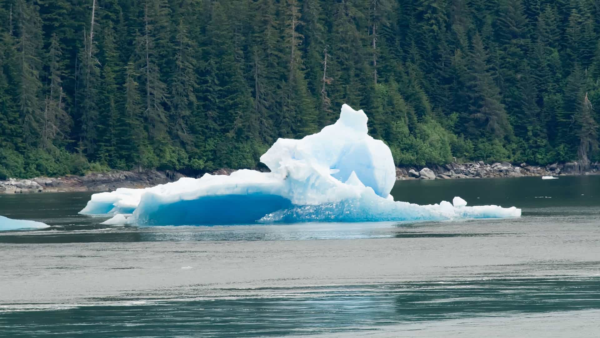 A stunning view of a large blue and white iceberg floating in the waters of Tracy Arm Fjord, with a lush green forest shoreline in the background.