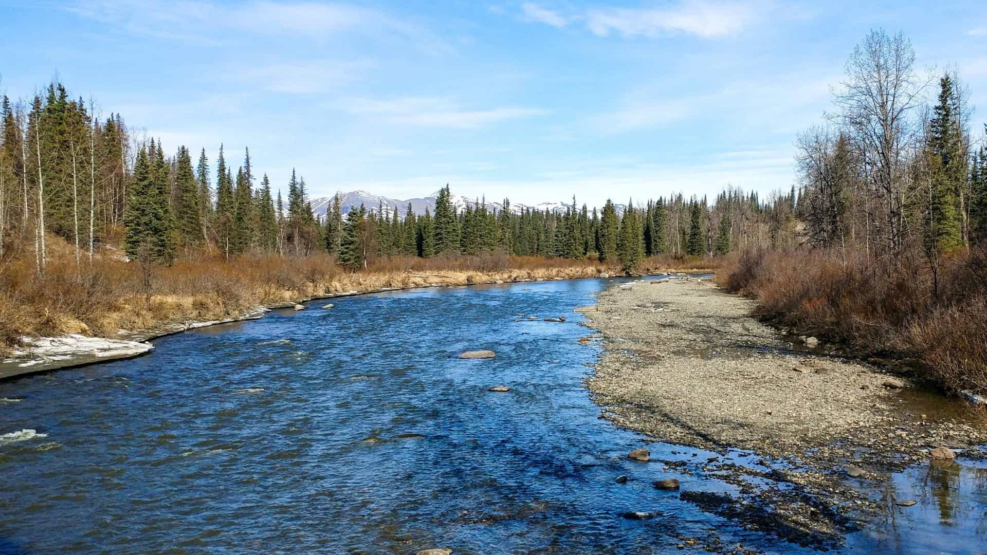 A wide, blue river flows between a gravel bar and evergreen forest, with distant, snow-capped mountains visible under a blue sky.
