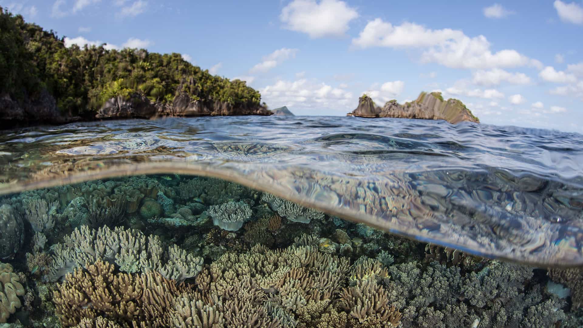 A unique split-shot view of a vibrant coral reef teeming with marine life beneath the clear blue water, with a rocky, tree-covered island above the surface near Ujung Pandang.