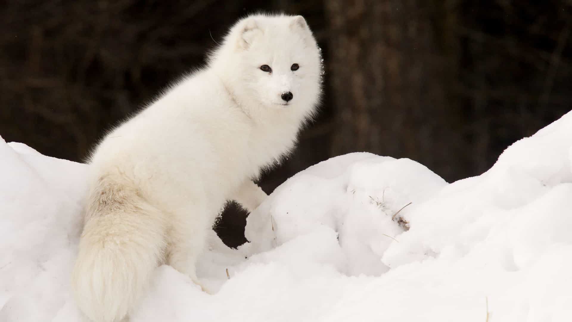 A close-up shot of a fluffy Arctic fox with its thick white winter coat, standing on a snow bank in the wilderness near Ulukhaktok.