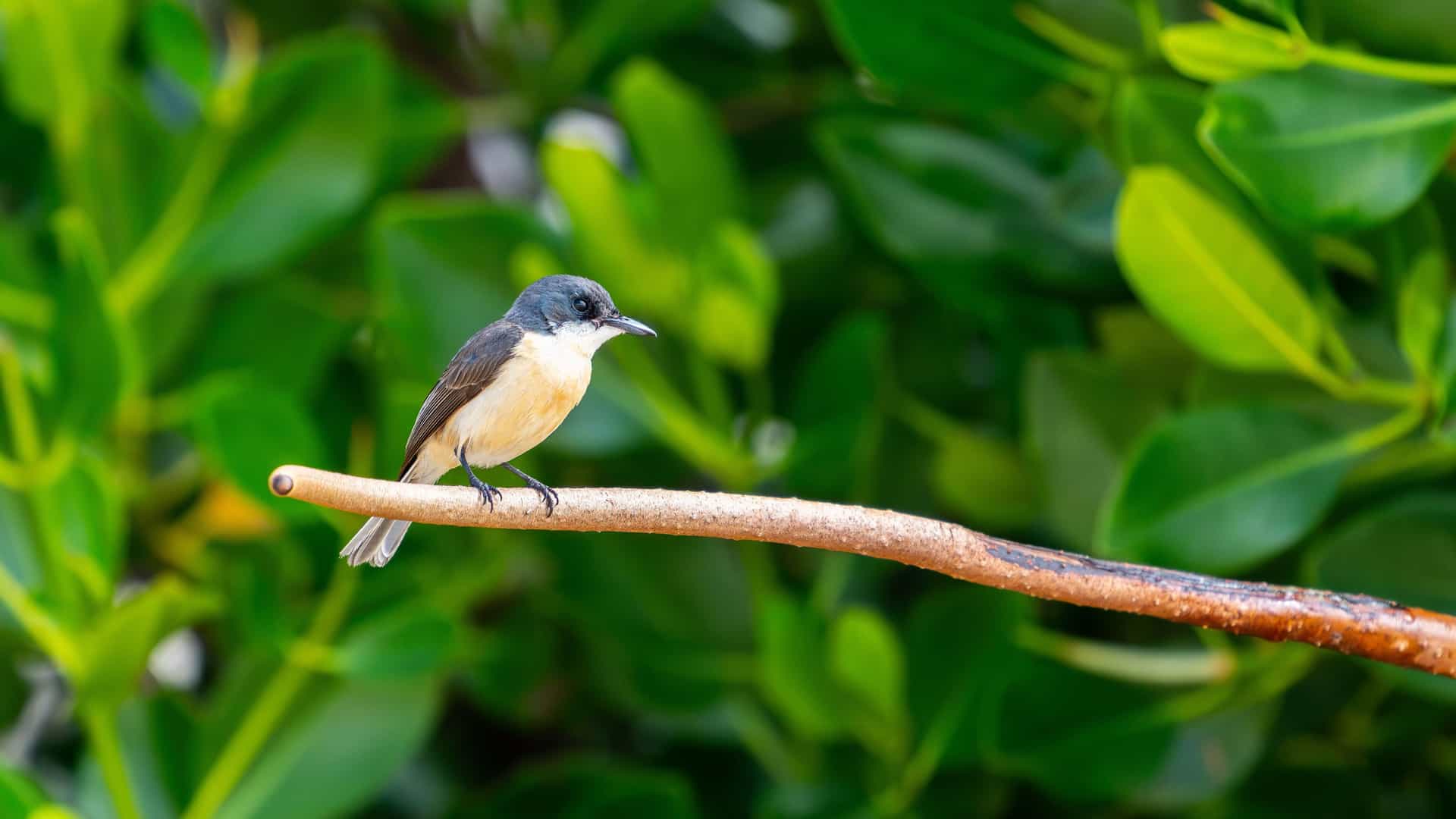 A small, beautiful, and rare Vanikoro monarch bird with a grey head and a white and yellow chest, perched on a branch in the tropical forests of the Solomon Islands.