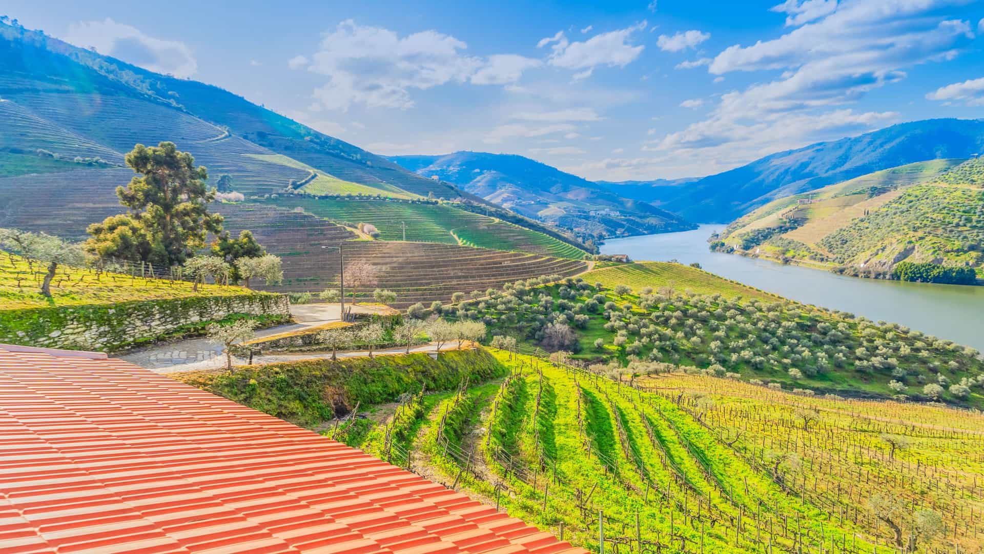 A sweeping vineyard landscape in the Vinho Verde Region with terraced green hills, a winding river below, olive trees among the vines, and a red‑tiled roof and stone wall bordering a curving road under a bright blue sky with scattered clouds.
