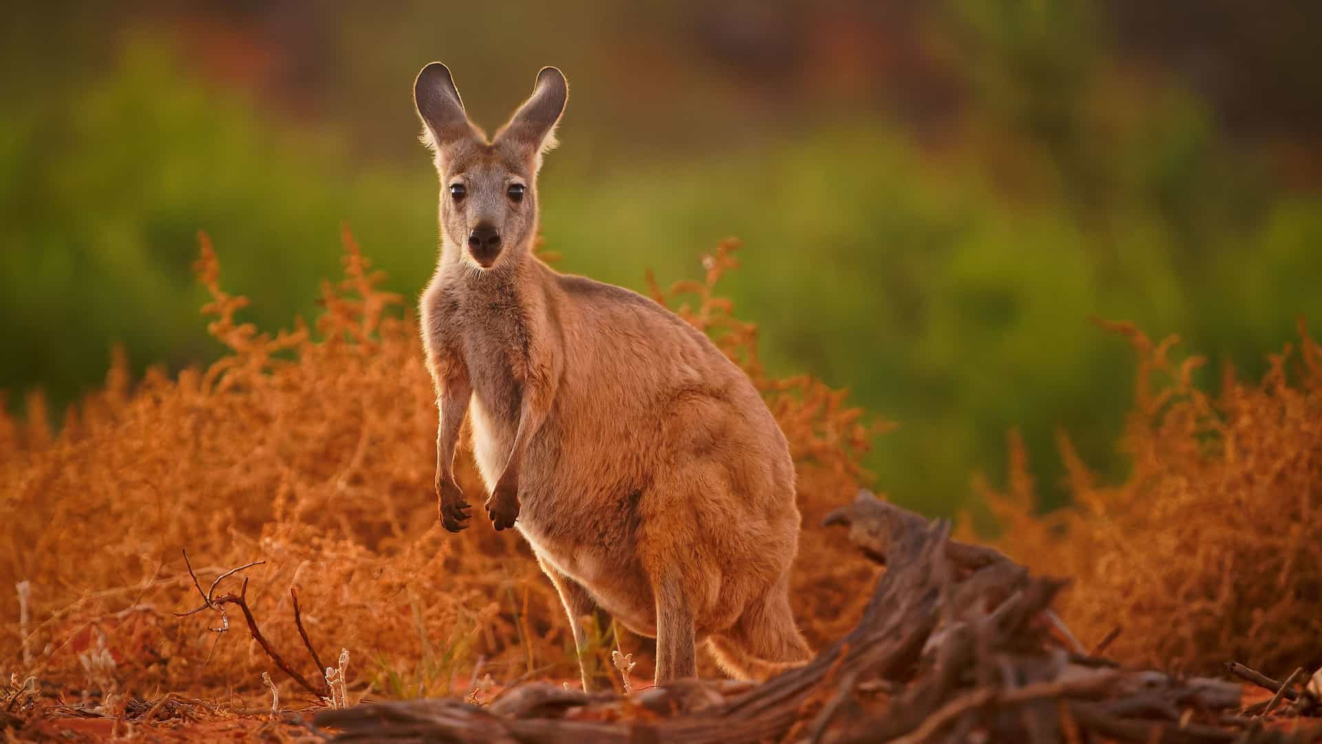 A wild red kangaroo stands among dry, golden bushes in the Australian outback, a common sight on the Yorke Peninsula near Wallaroo.