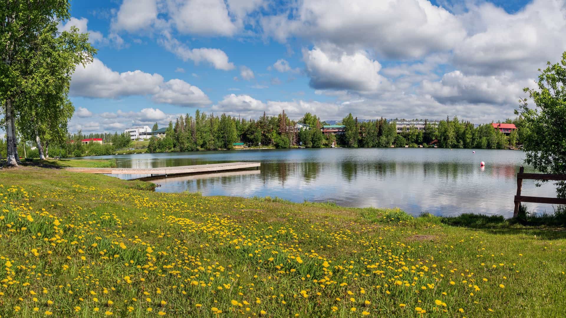 A panoramic view of Wasilla Lake with a dock, a wide field of yellow dandelions, and a dense forest line under a blue, cloudy sky.
