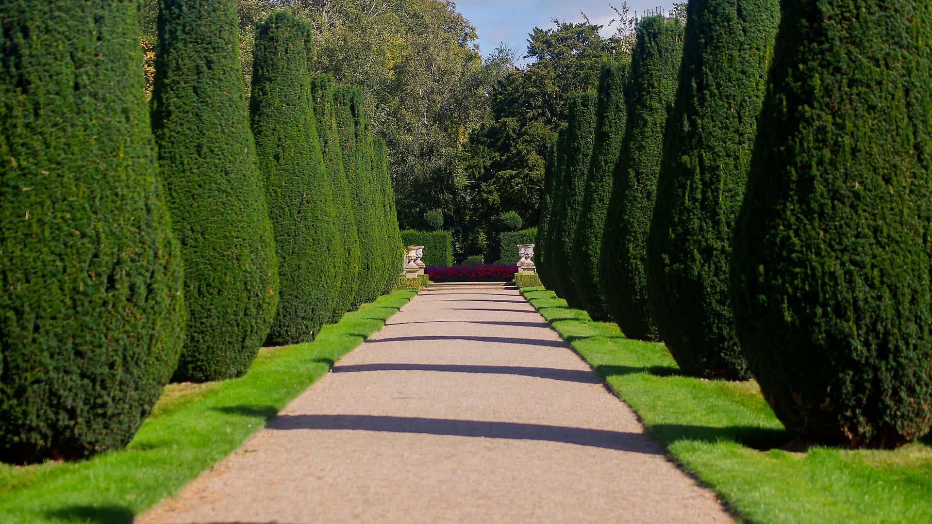 "A serene garden pathway lined with perfectly trimmed topiary trees and a row of purple flowers, at the historic Erddig Hall near Wrexham, Wales."