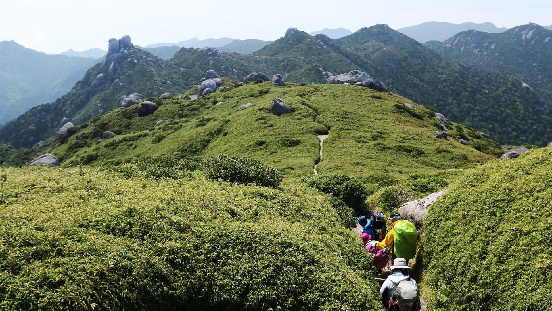 Hikers follow a narrow trail through dense green foliage and rounded peaks in the rugged mountains of Yakushima, Japan.