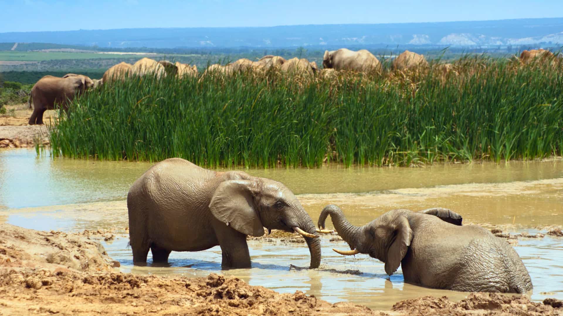 Two large African elephants bathing in mud, a highlight of a Princess Cruises African safari.