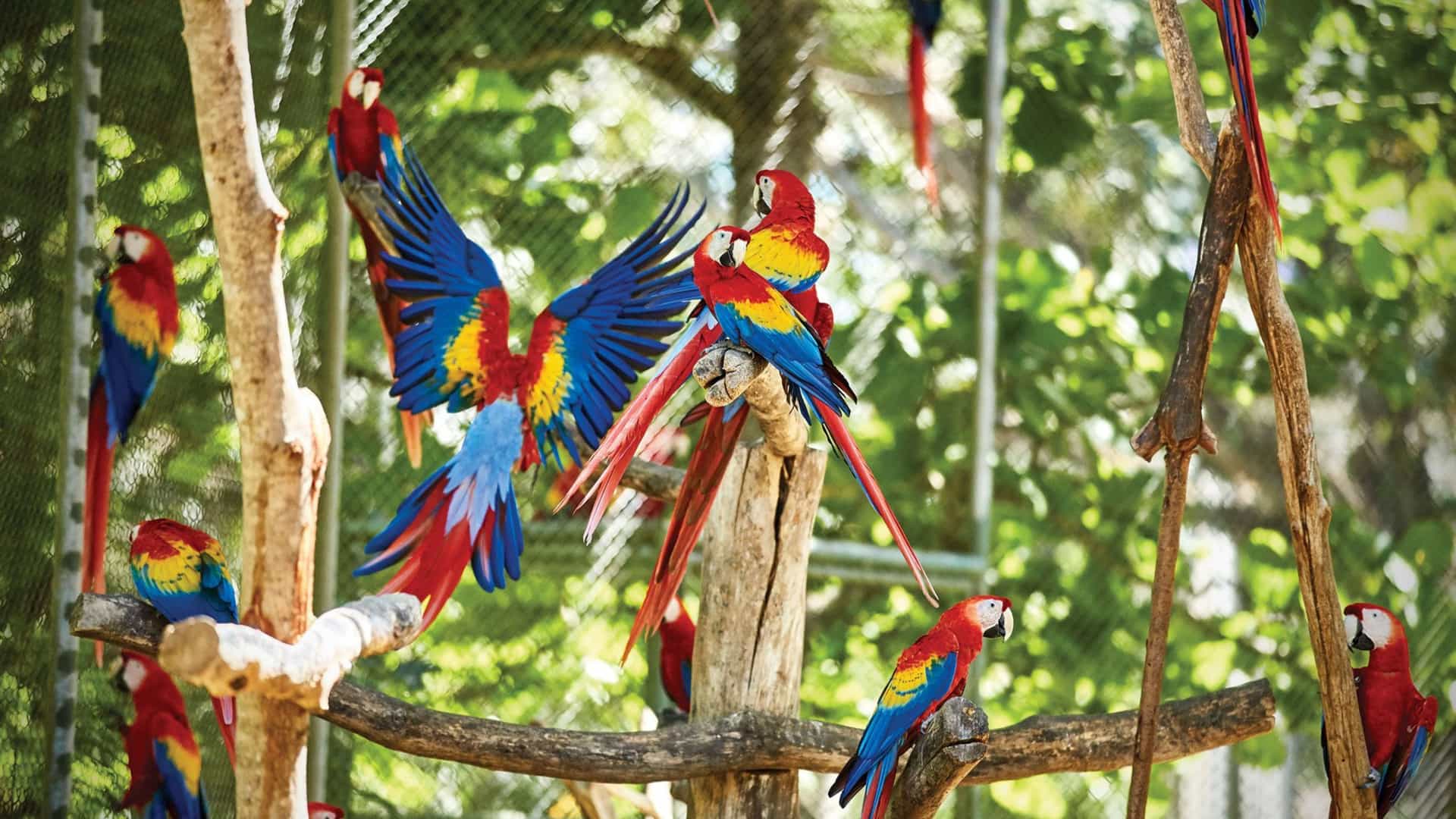 Vibrant red, blue, and yellow macaws in a lush natural setting, a glimpse of the abundant wildlife often seen on Princess Cruises' Costa Rica itineraries.