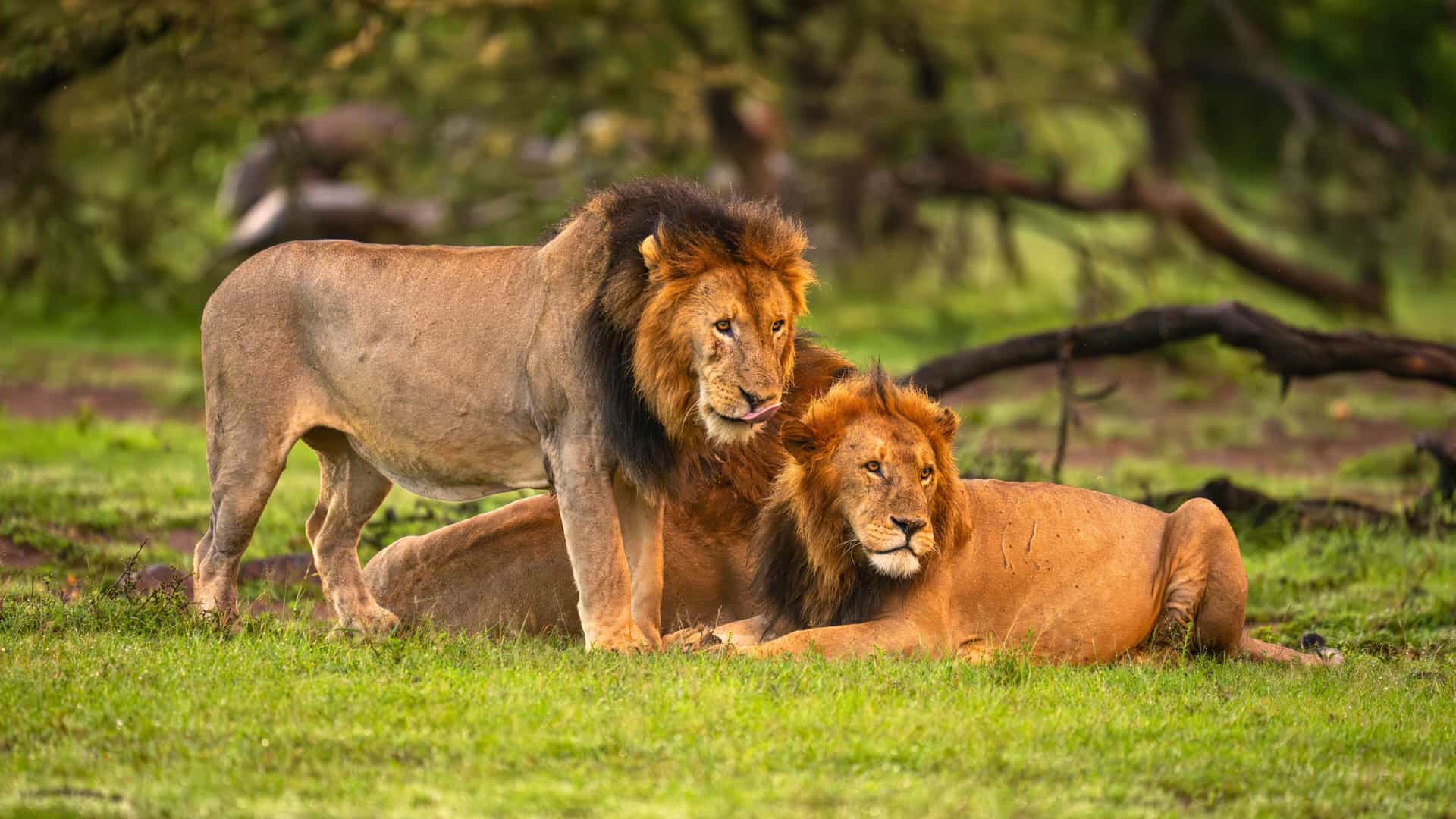Two male lions rest in the grassy plains during a Royal Caribbean cruise excursion in Africa.