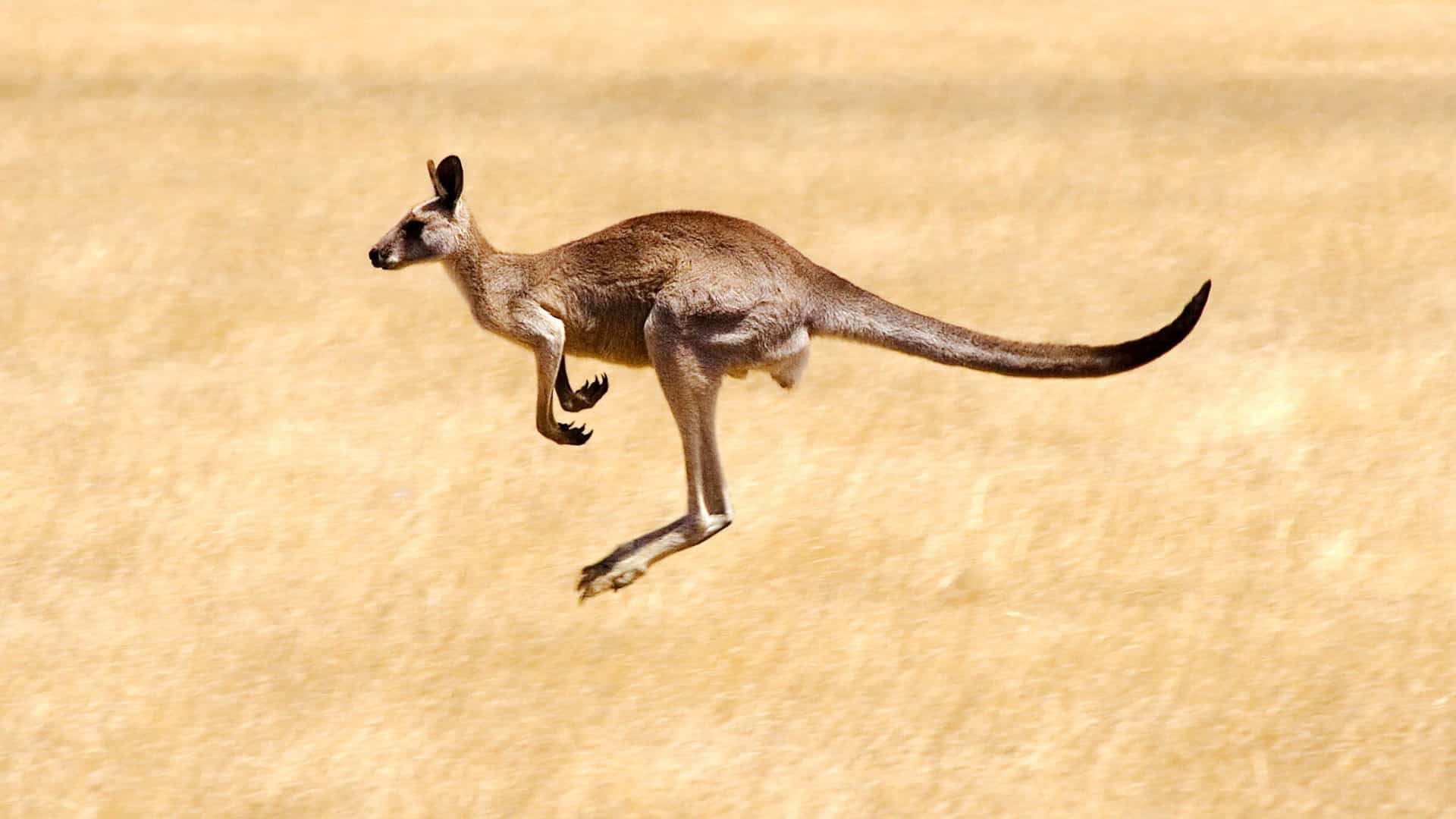 Spot a kangaroo hopping in its natural habitat during a Royal Caribbean shore excursion, a unique wildlife encounter on an Australian cruise.