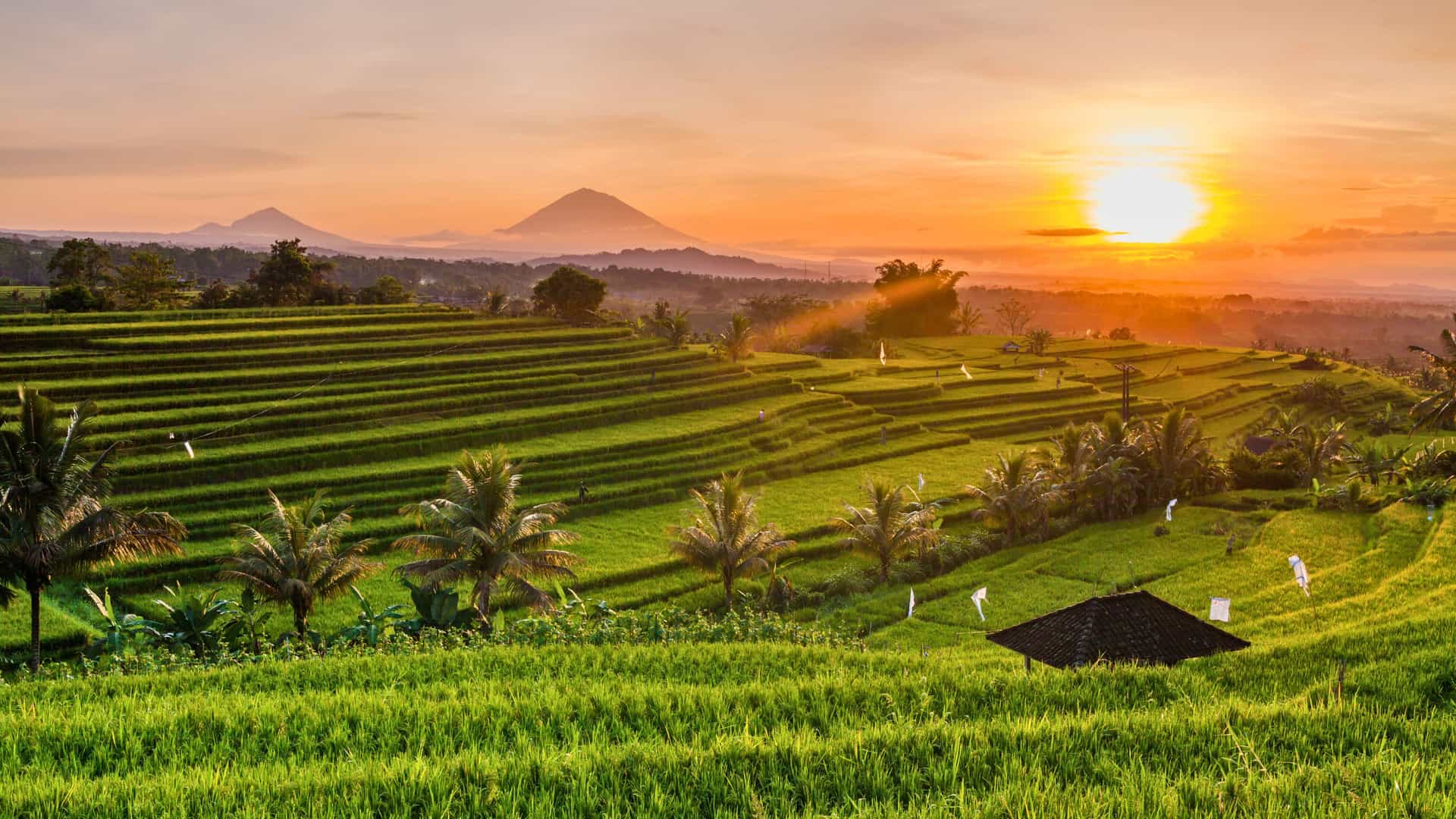 The scenic terraced rice paddies of Bali, Indonesia, glowing at sunset, representing a memorable shore excursion on a Royal Caribbean Southeast Asia cruise.