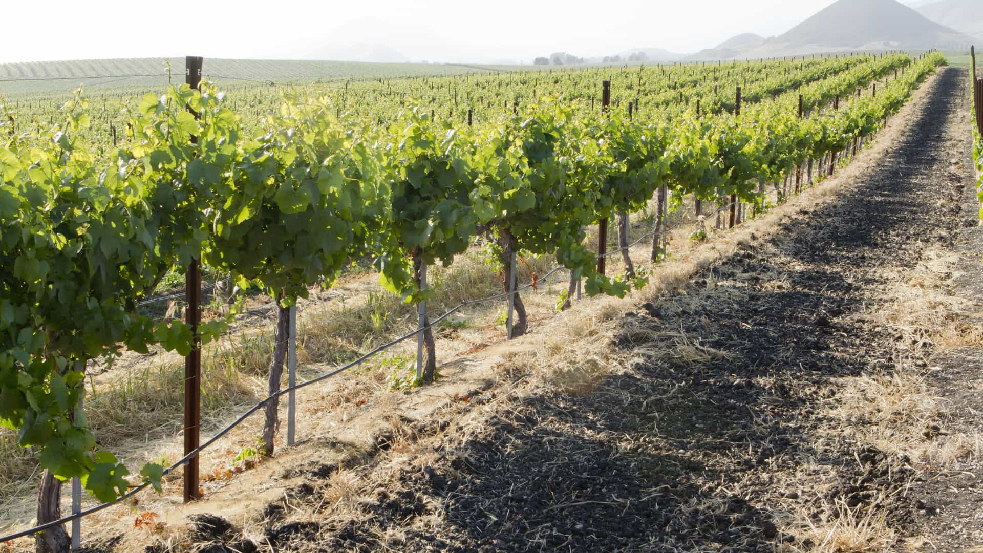 Scenic shot of rows of vineyards in Messina, Sicily.