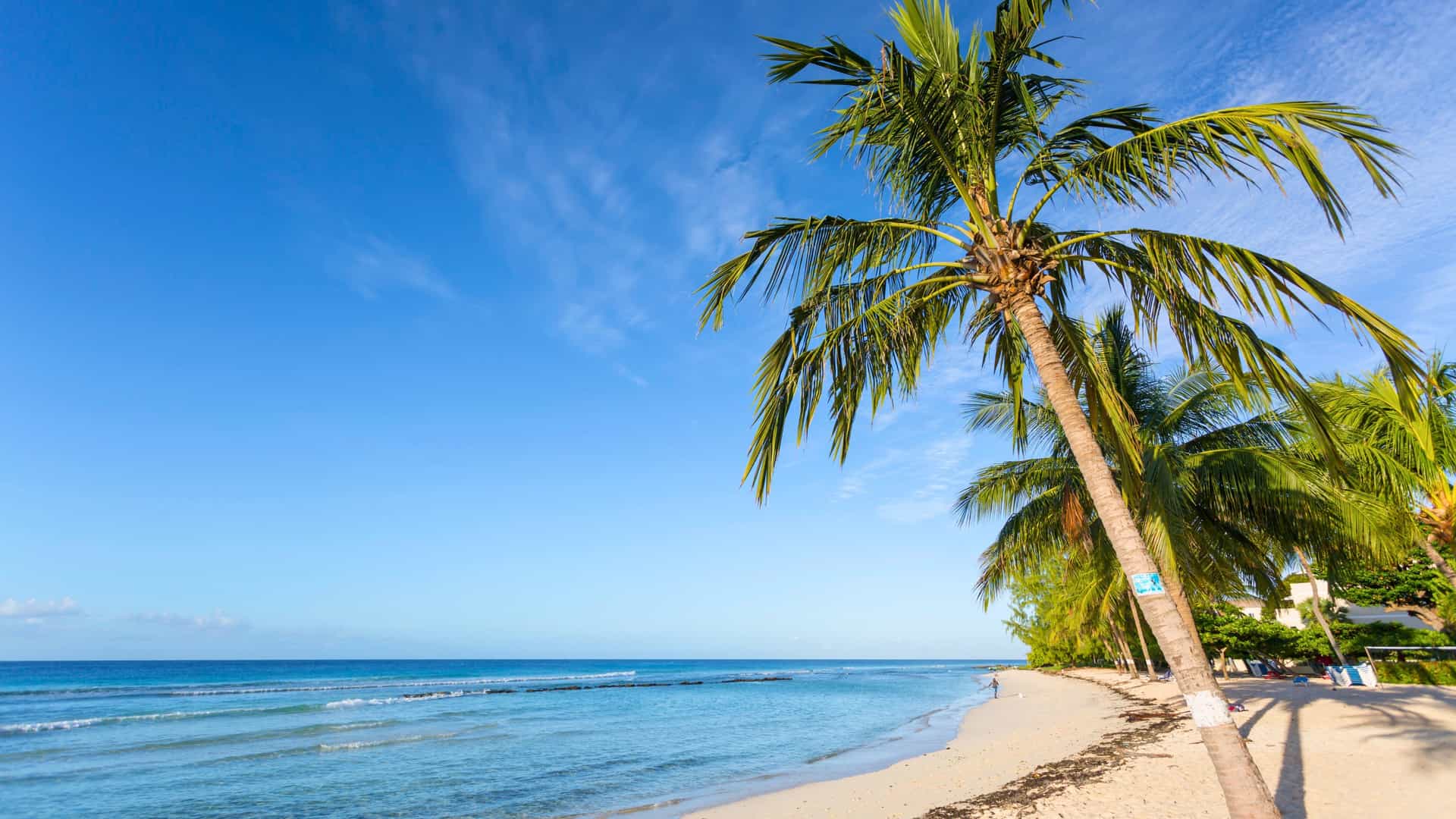 A beautiful sandy beach with palm trees swaying over the turquoise water in Bridgetown, Barbados, a picturesque destination for a Southern Caribbean Seabourn cruise.