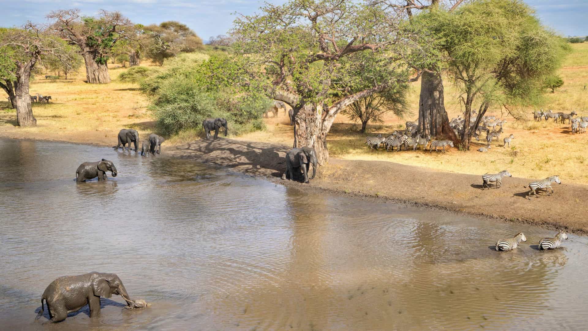 African elephants and zebras by a watering hole on a Silversea cruise in Tanzania.