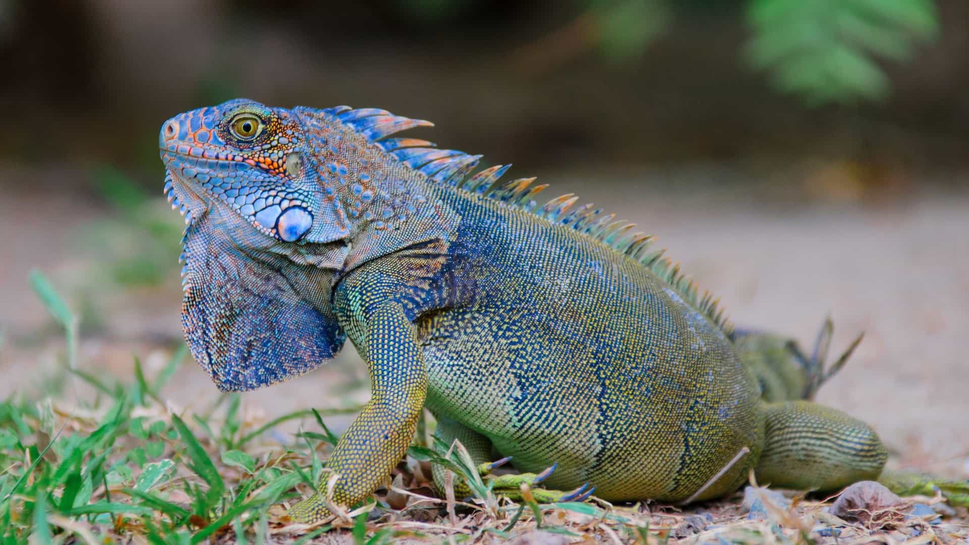 A close-up of a colorful iguana with a spiky dorsal fin on the ground near the Panama Canal, a wildlife sight on a Silversea cruise.