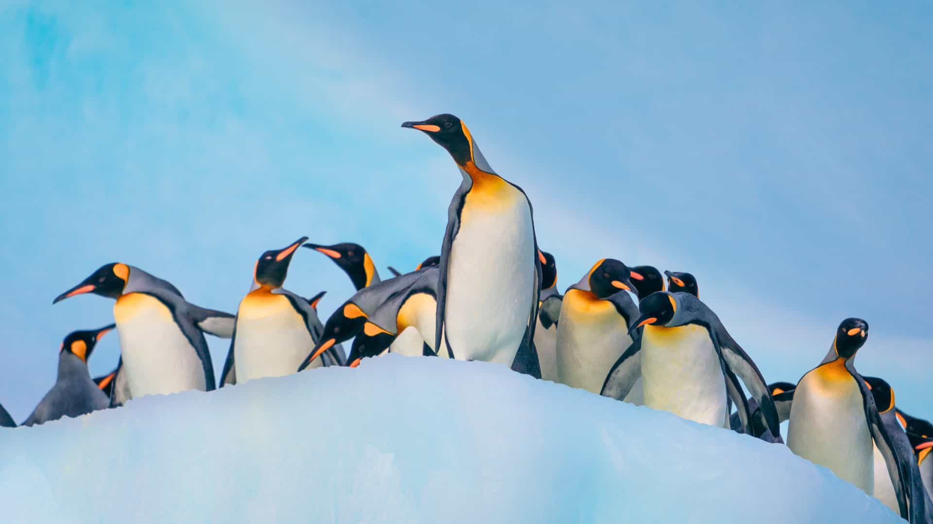 A group of King Penguins stands on an ice floe in Antarctica, seen on a Silversea cruise.