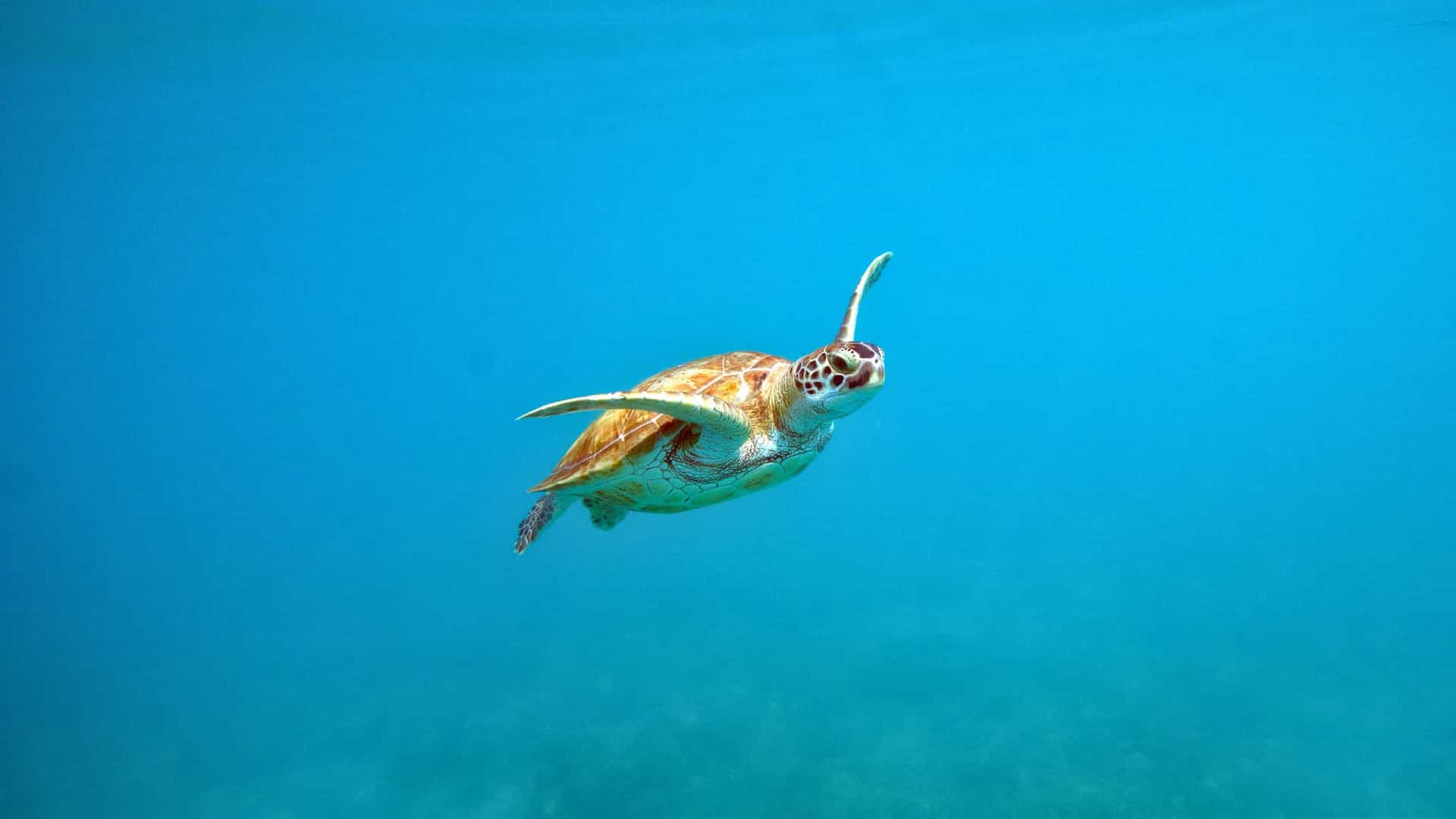 An underwater view of a sea turtle swimming in the clear blue waters of Barbados in the Eastern Caribbean, a popular excursion on a Silversea cruise.