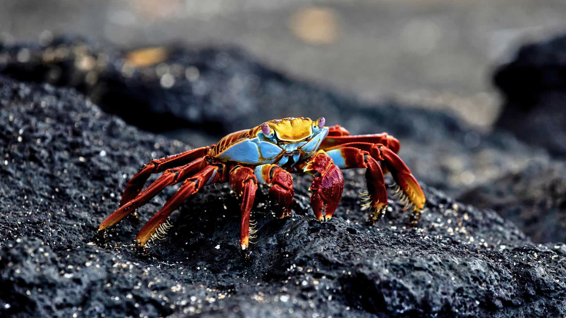 A vibrant Sally Lightfoot crab with blue and red coloring on dark volcanic rock in the Galápagos Islands, a destination for Silversea expedition cruises.