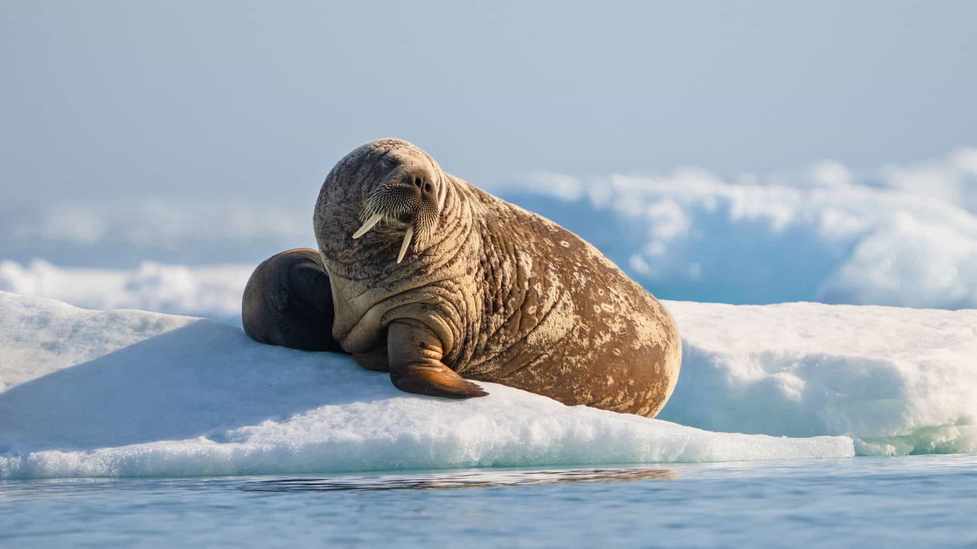 A close-up of a walrus with large tusks resting on an ice floe in the Arctic, a scenic view from a Silversea expedition cruise.