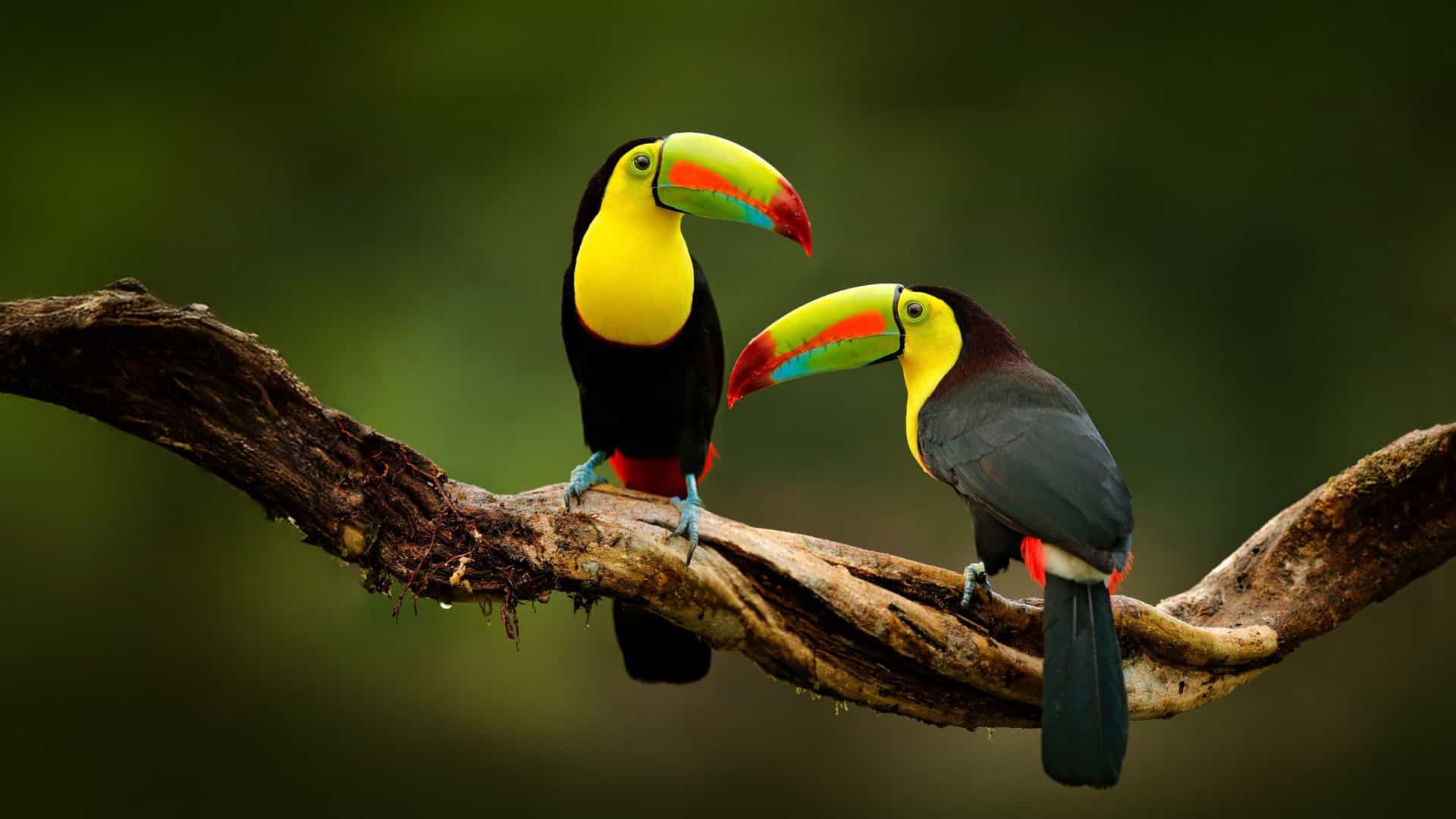 Two colorful toucans on branch, representing Costa Rica wildlife, often seen on Holland America cruises.