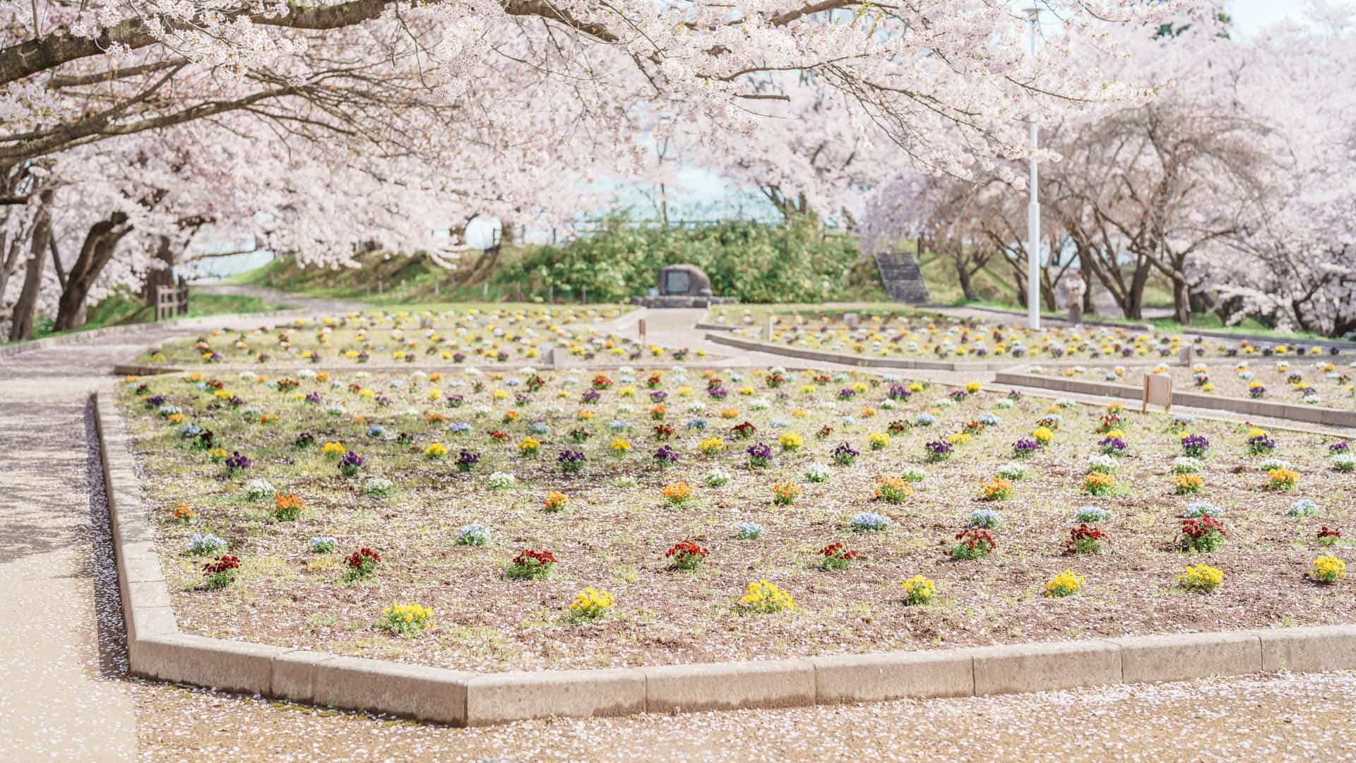 A spring garden in Tendo with neat rows of colorful flowers surrounded by cherry blossoms in full bloom, fallen petals on the paths, and a stone monument beneath soft pink canopy light.