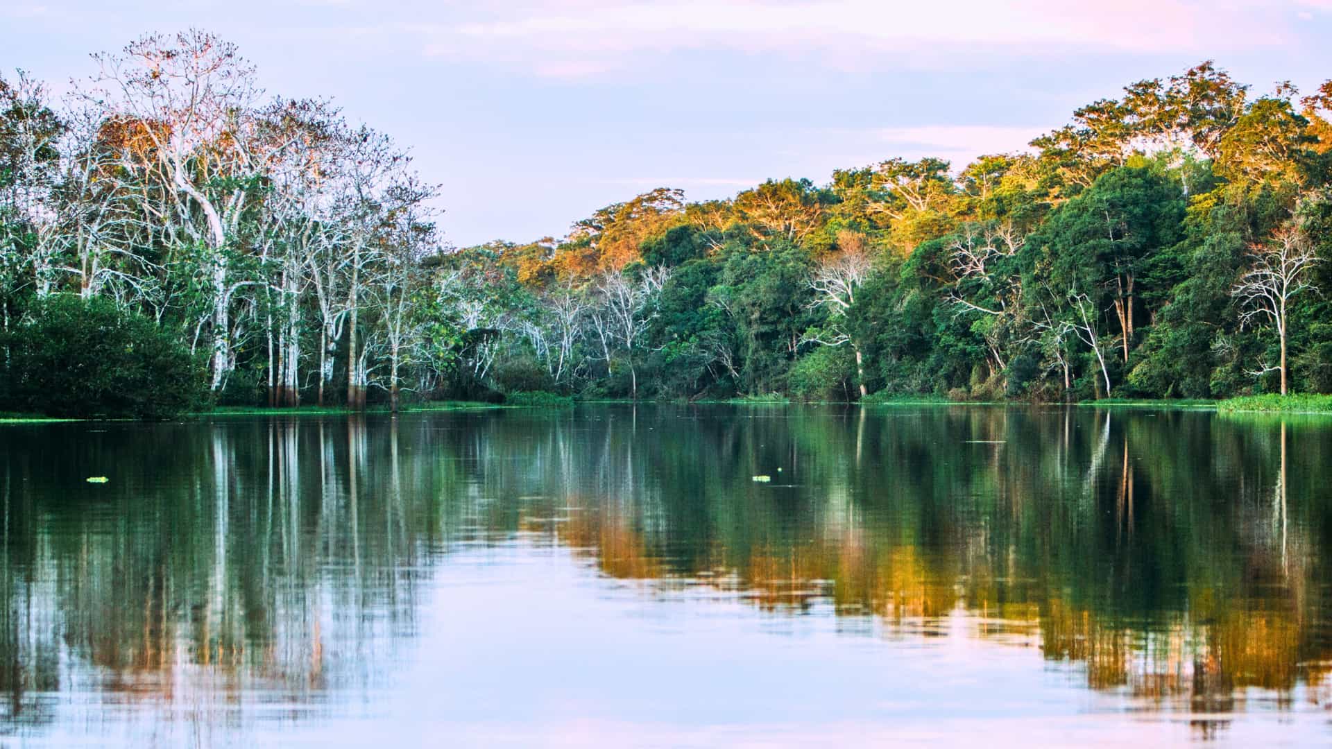 A calm, reflective view of the Amazon River in South America, with the dense green rainforest lining the banks under a soft, hazy sky, a serene landscape for a Uniworld river cruise.