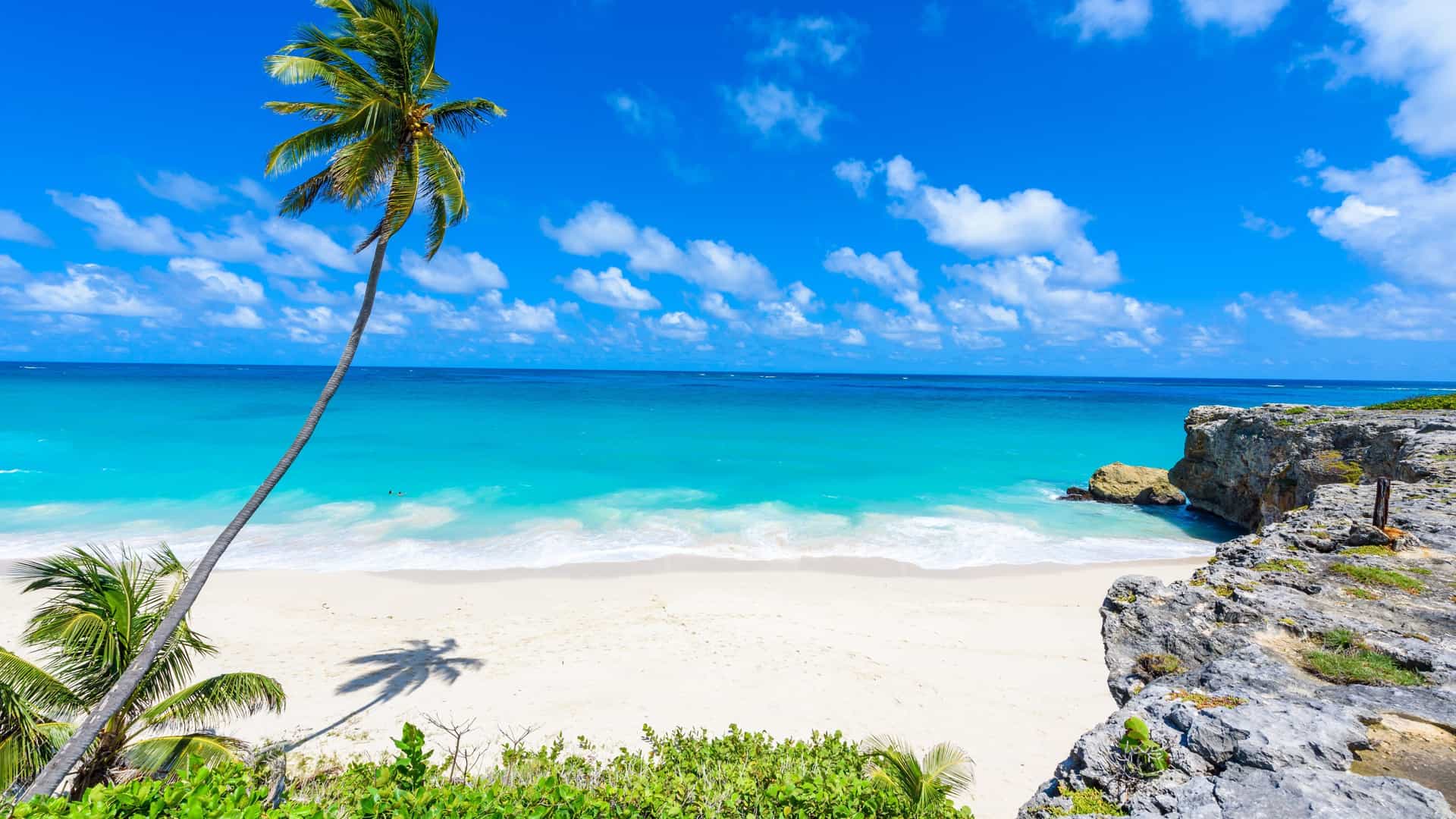 A pristine tropical beach with turquoise water, white sand, and a lone palm tree, representing a beautiful destination on a Viking Ocean cruise to the Caribbean.