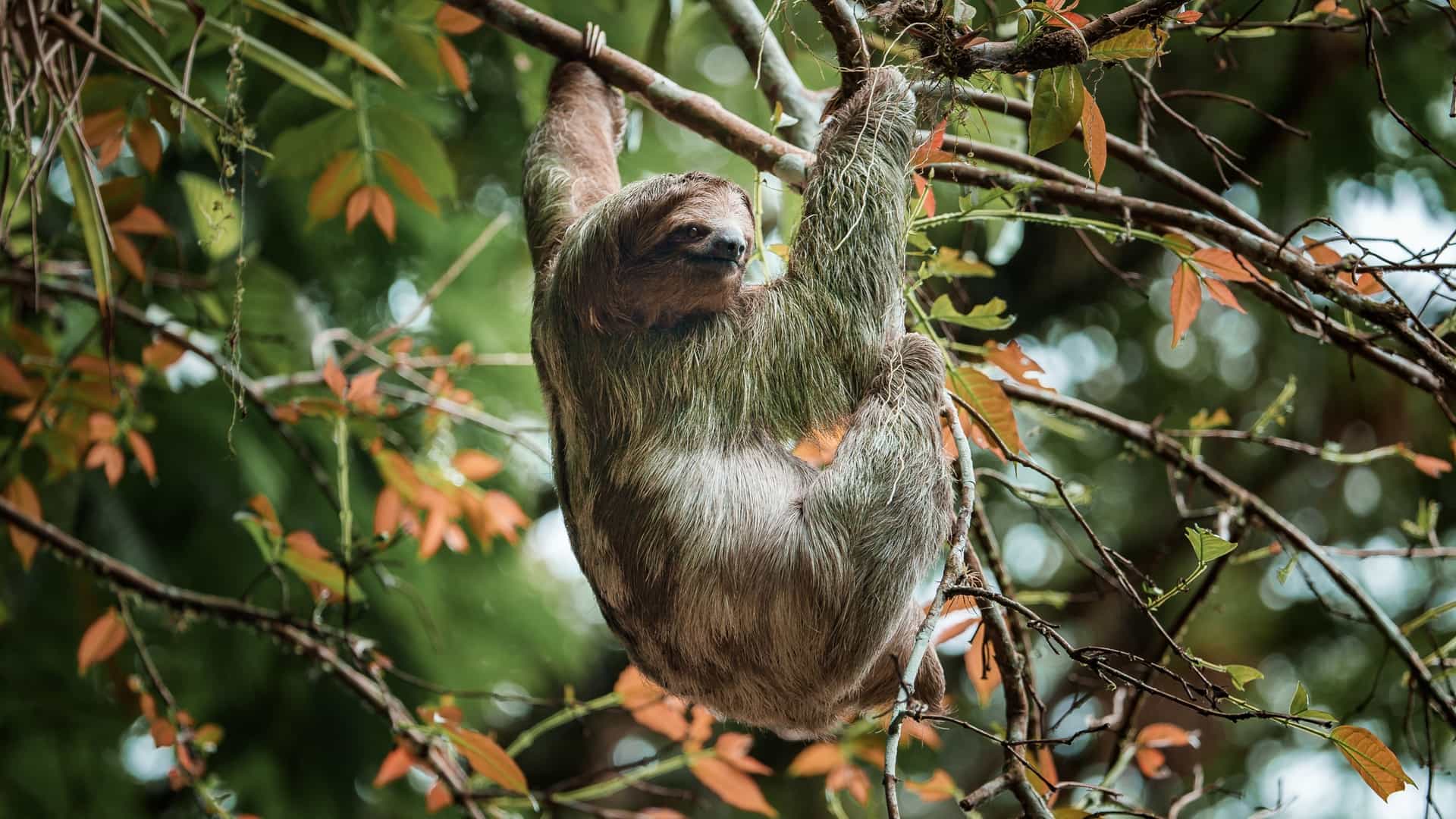 A three-toed sloth hanging from a tree branch in the lush rainforest of Costa Rica, a stunning wildlife encounter on a Viking Ocean cruise.