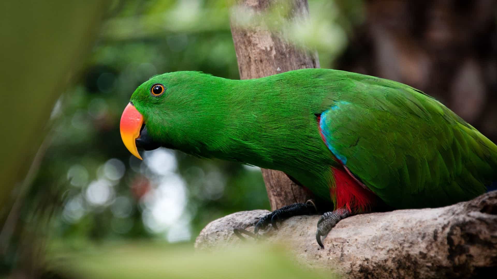An exotic green parrot with an orange beak in its natural habitat, representing the wildlife seen on a Windstar cruise through the Panama Canal.