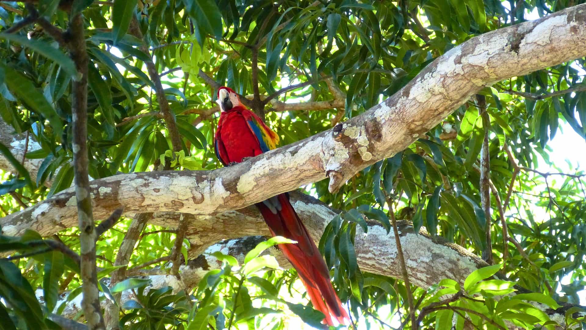A vibrant scarlet macaw parrot perched in a tree, a common sight on a Windstar cruise excursion in Costa Rica.