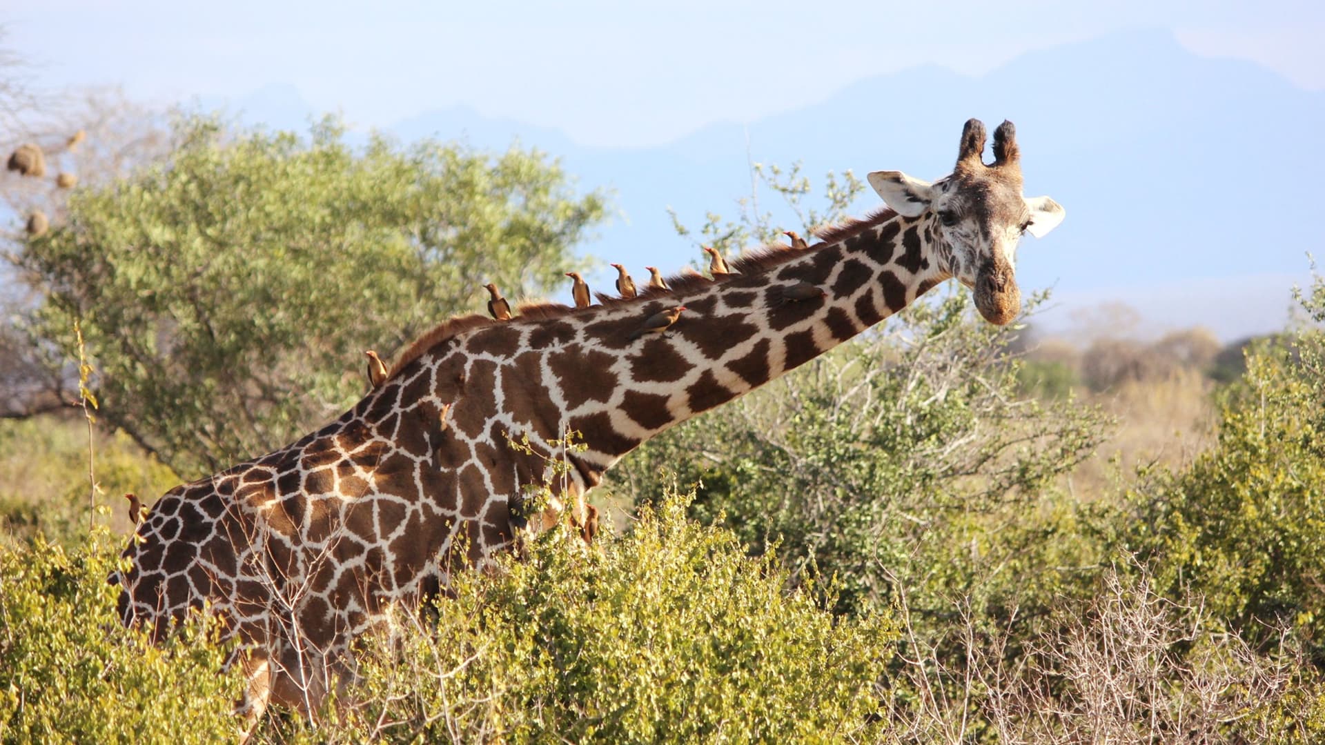 A giraffe stands in a field surrounded by bushes under a blue sky.