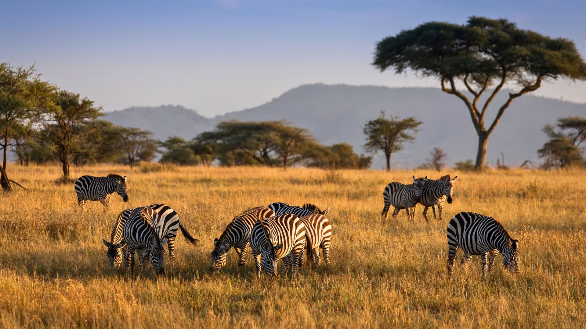A group of zebras grazing in a pasture on an African safari.
