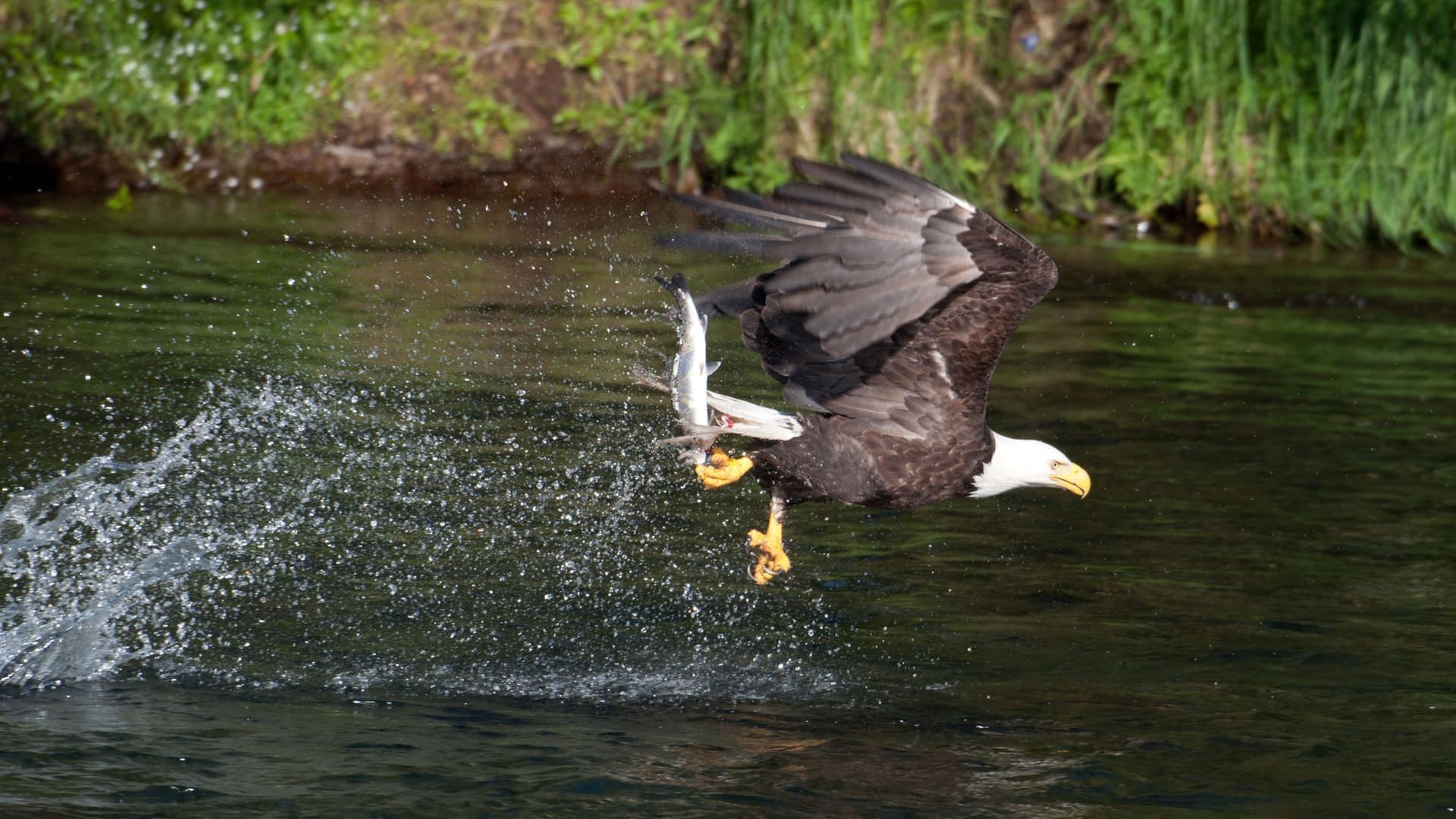 A bald eagle at Katmai National Park, Alaska, dramatically catches a salmon from the water, creating a splash.