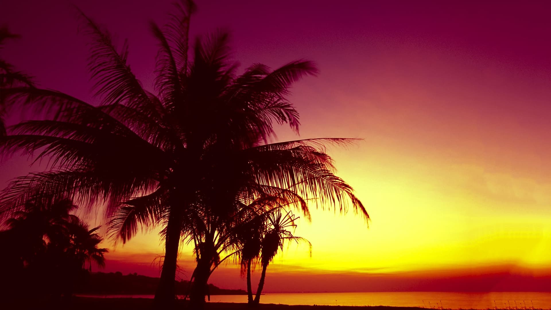 Palm trees silhouetted against sunset.