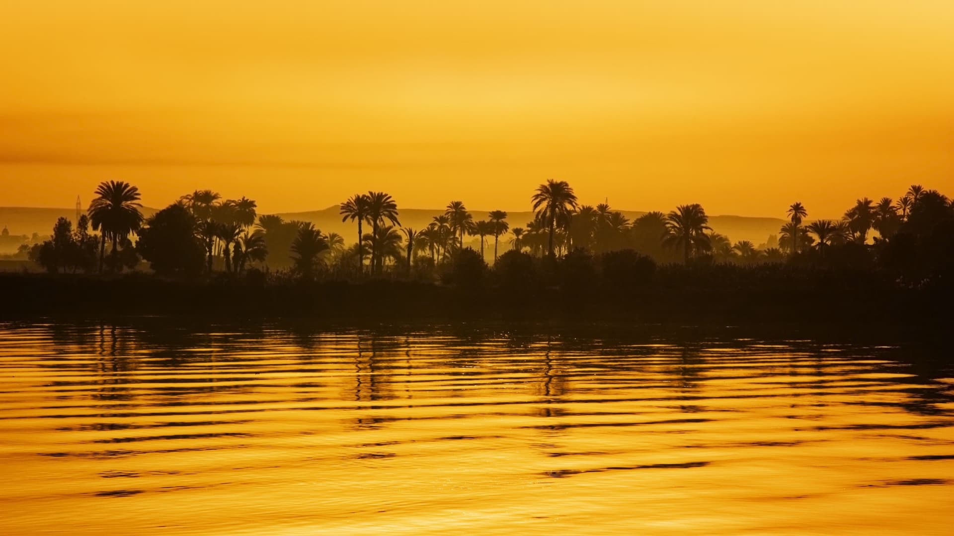 A panoramic shot of palm trees along the Nile river during the golden sunset.