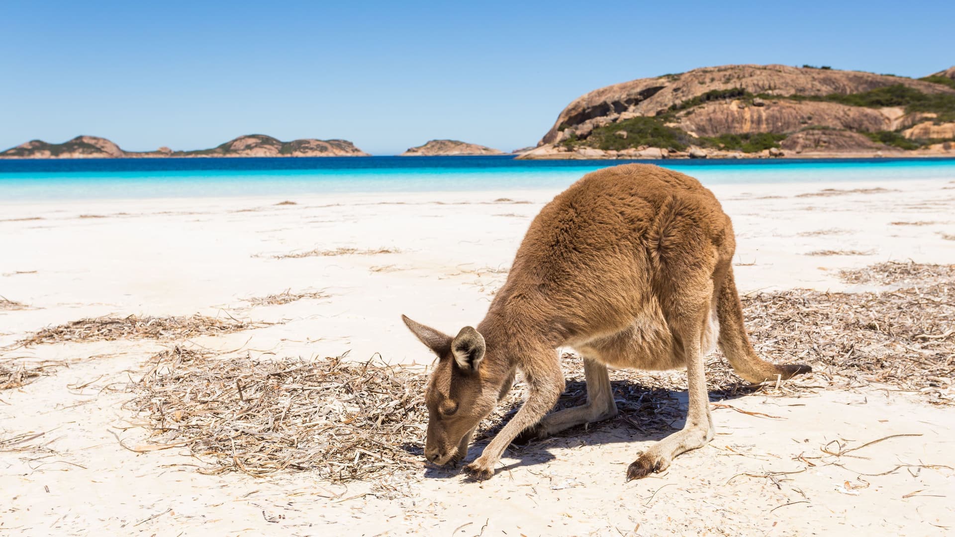 A western grey kangaroo forages for food on the bright white sand of Lucky Bay in Cape Le Grand National Park, near Esperance, Western Australia.