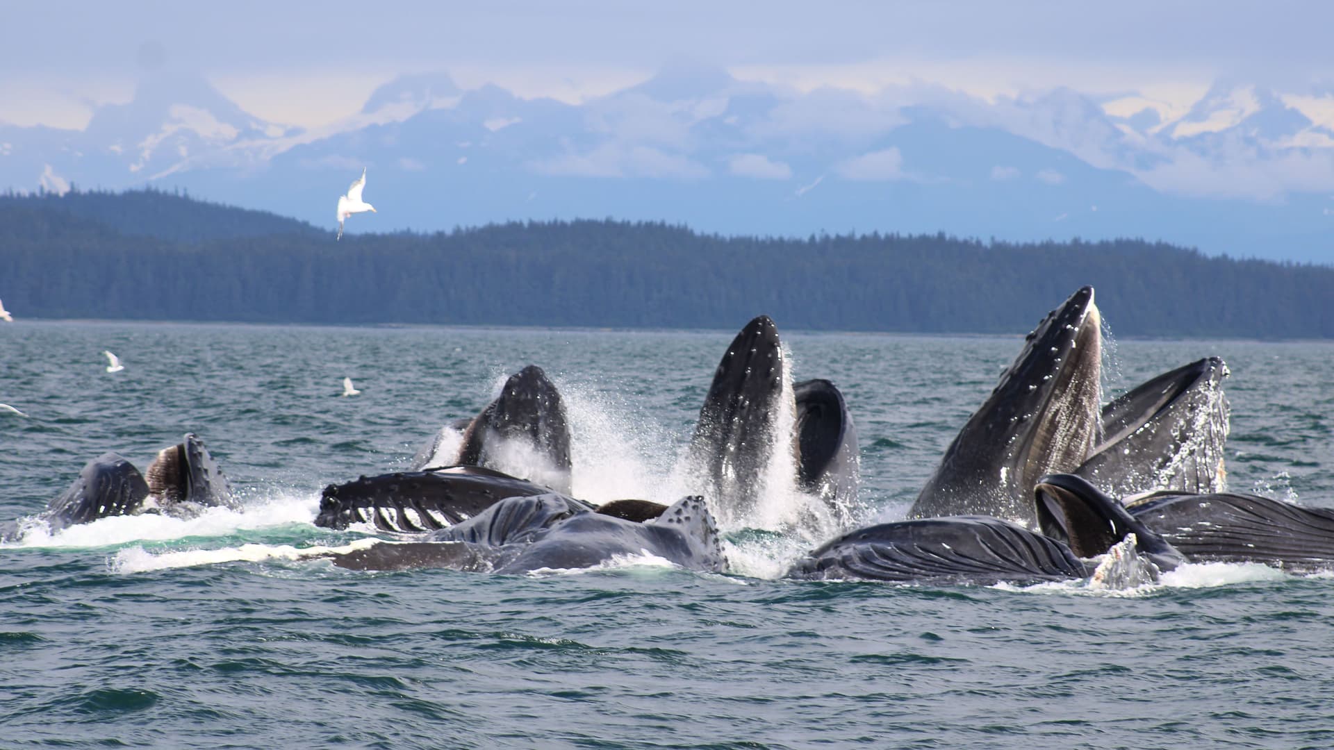 "A stunning moment of bubble-net feeding in the Icy Strait, Alaska, with several humpback whales surfacing with their mouths wide open to catch fish, with the scenic mountains in the distance.  "