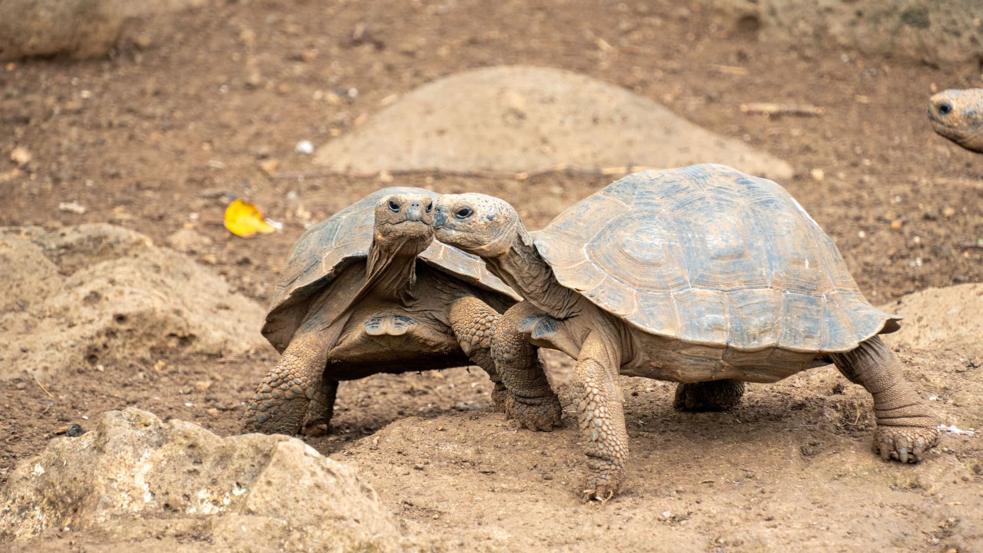 Two magnificent giant Galapagos tortoises facing each other at Galapaguera, a breeding center on Isla San Cristobal, showcasing their ancient shells and textured skin.